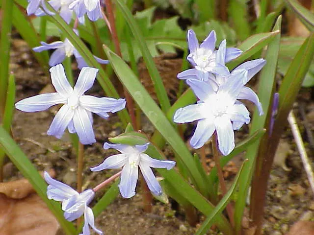 Glory Of The Snow (Chionodoxa Forbesii) — Each bulb sends up multiple flower stalks; ideal for naturalizing in lawns or woodland gardens, image 103