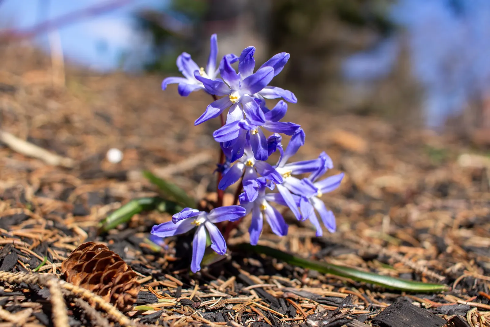 Glory Of The Snow (Chionodoxa Forbesii) — star-shaped flowers with white centers; each bulb sends up multiple flower stalks
