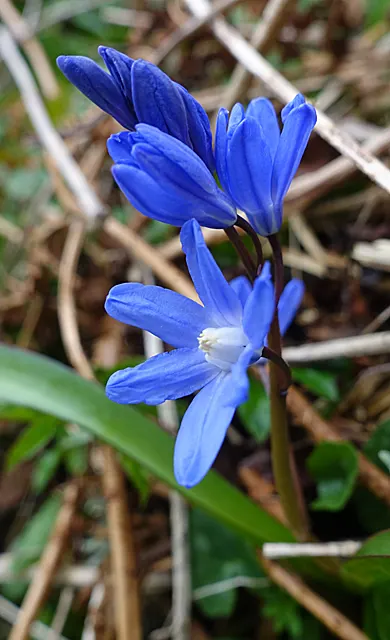 Glory Of The Snow (Chionodoxa Forbesii) — reaching heights of 4-6 inches