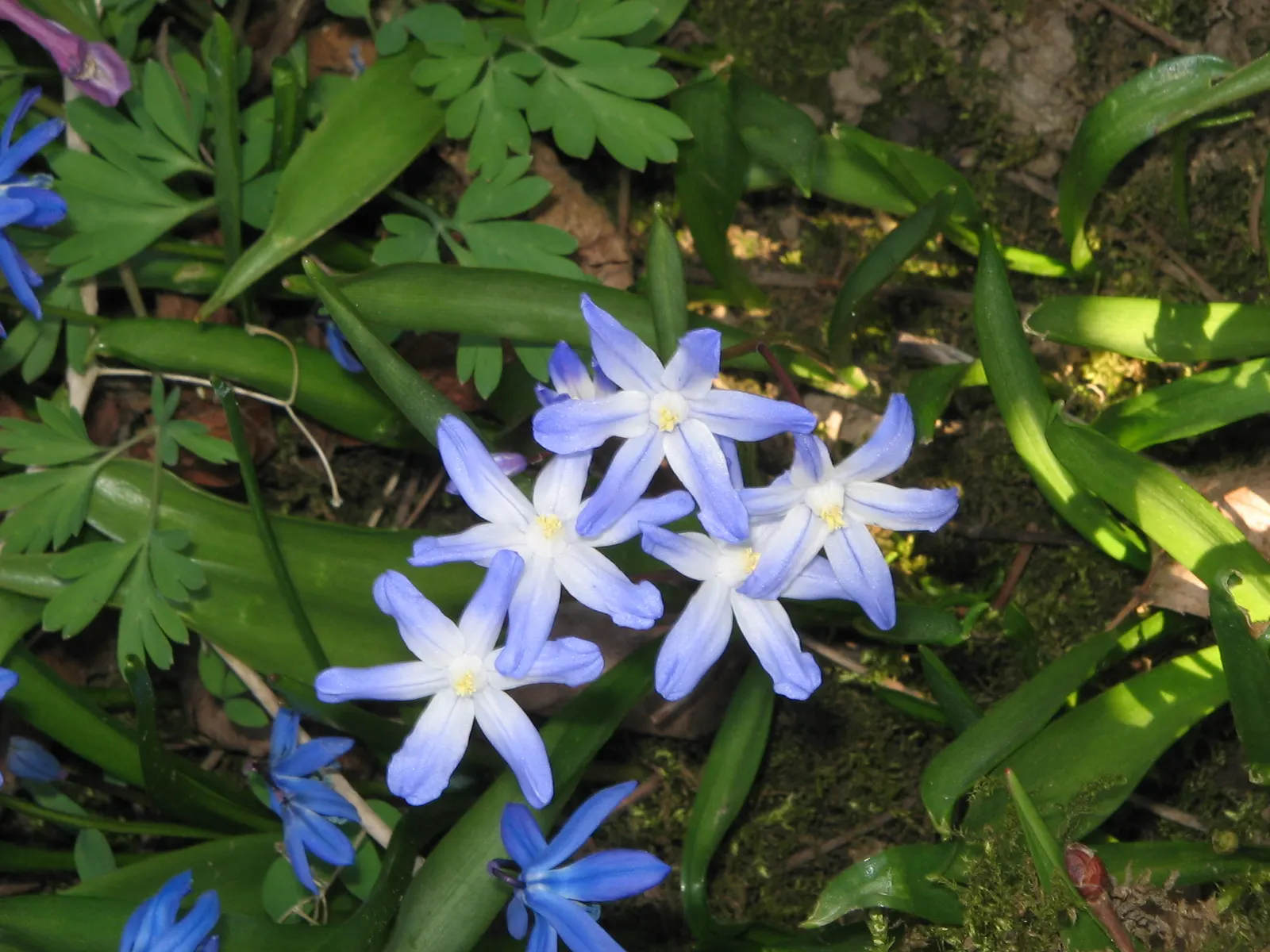 Glory Of The Snow (Chionodoxa Forbesii) — bulb with blue blooms