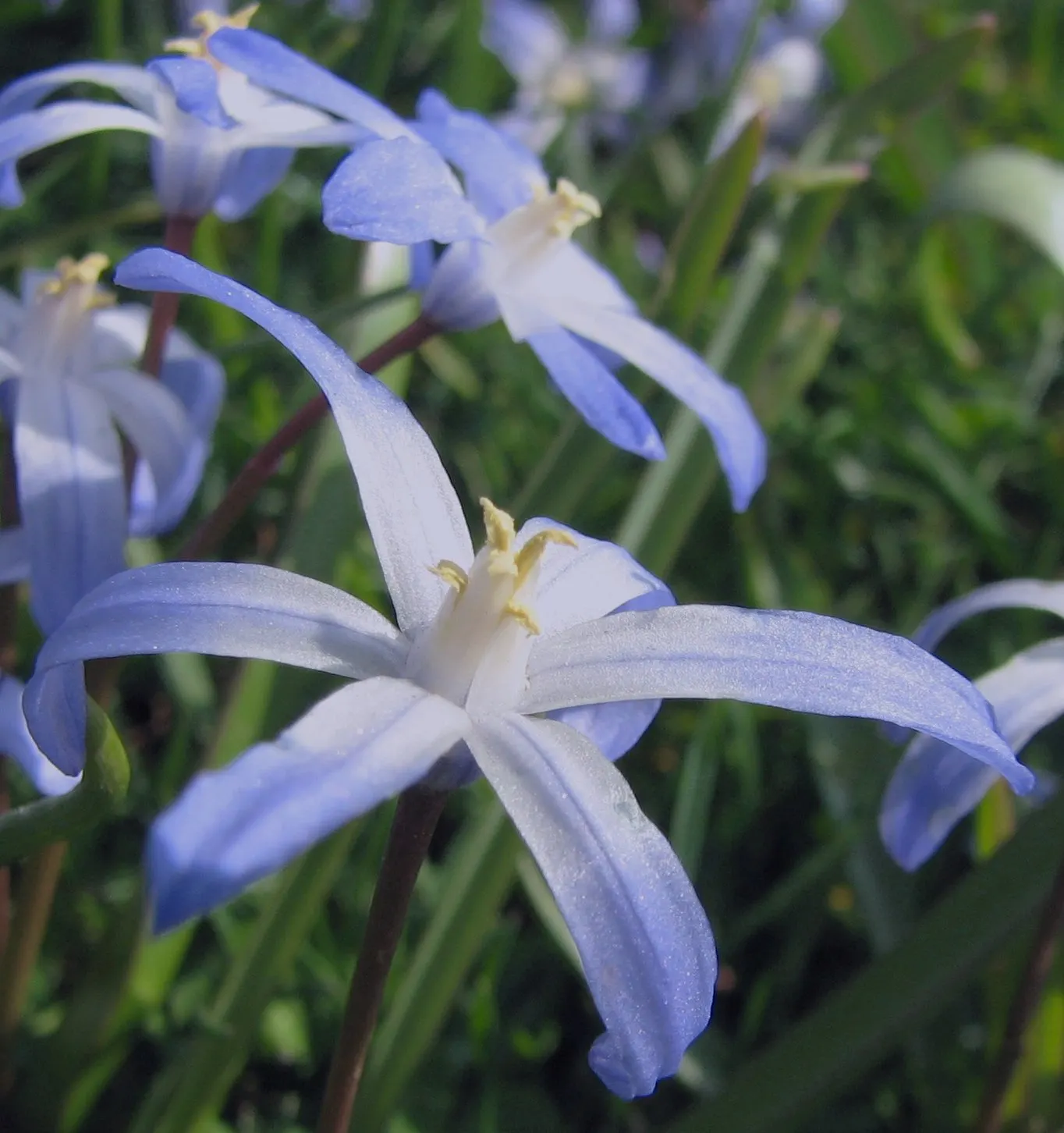 Glory Of The Snow (Chionodoxa Forbesii) — thrives in well-drained soil with moderate moisture; reaching heights of 4-6 inches, image 129