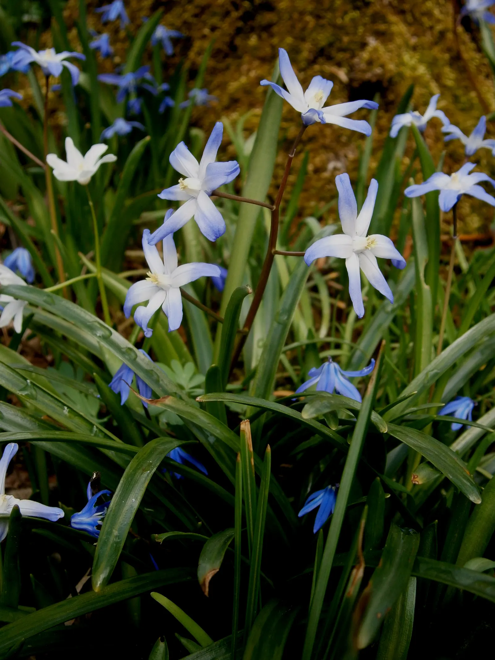 Glory Of The Snow (Chionodoxa Forbesii) — Chionodoxa forbesii prefers full sun to partial shade; the flowers typically appear in shades of vivid, image 84
