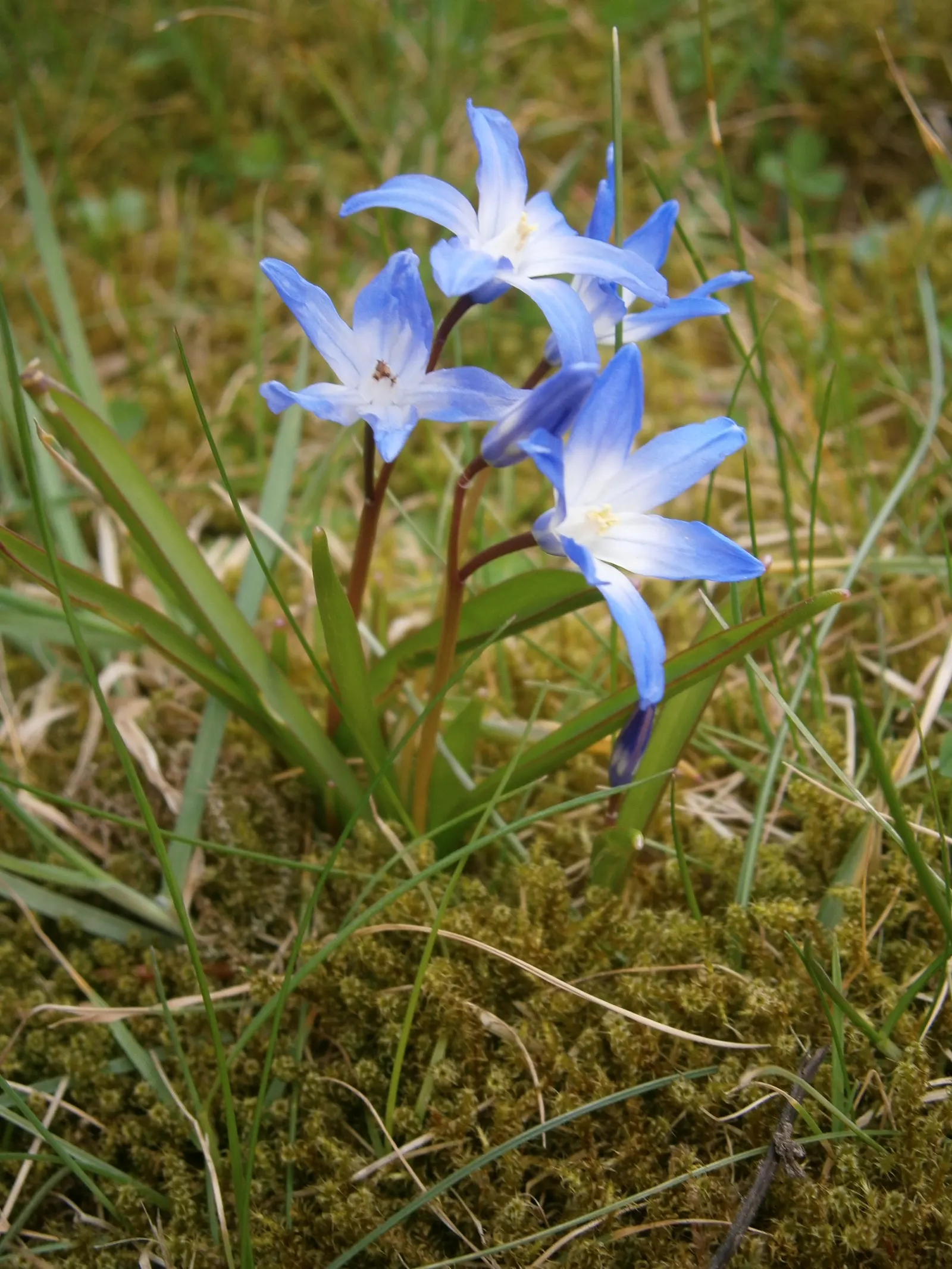 Glory Of The Snow (Chionodoxa Forbesii) — it's a low-maintenance bulb that multiplies readily; making it well-suited for rock gardens, image 75
