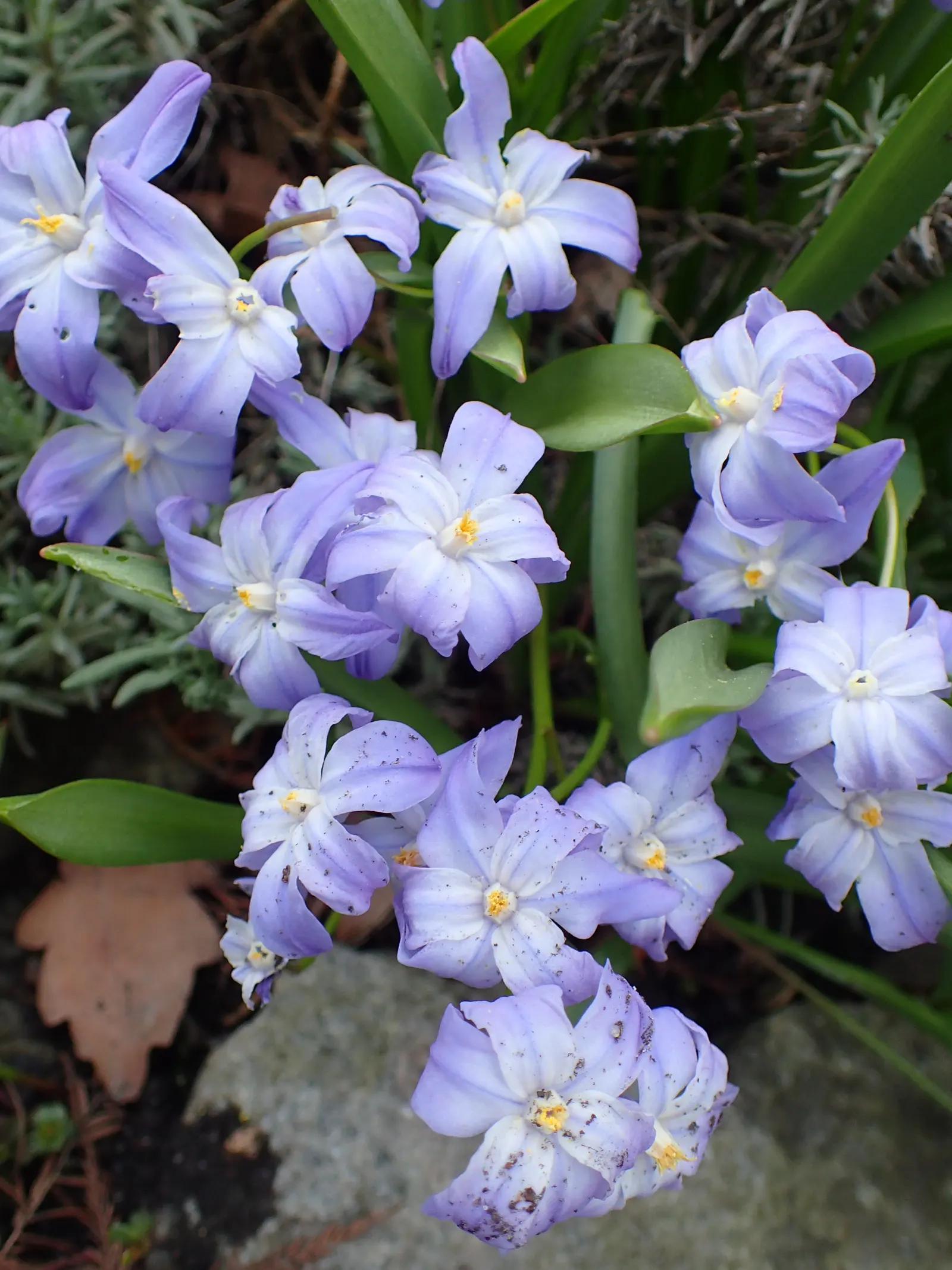 Glory Of The Snow (Chionodoxa Forbesii) — bulb with blue blooms; providing a dense carpet of color.<br><br>This low-maintenance species, image 114
