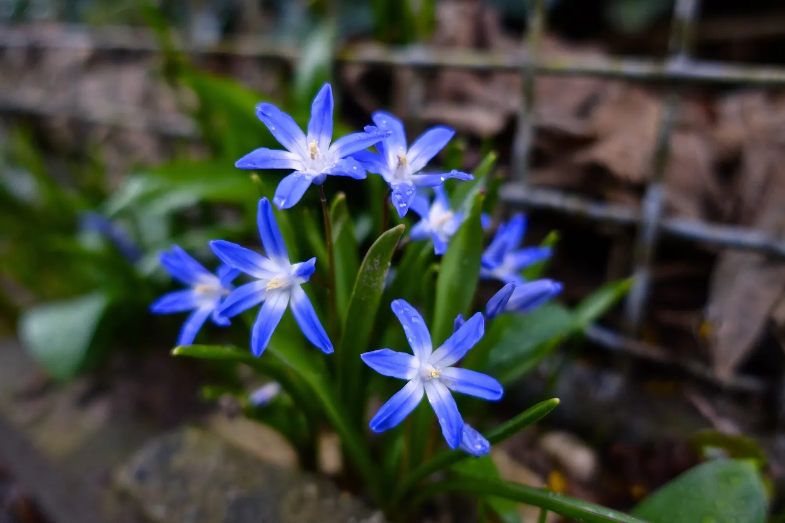Glory Of The Snow (Chionodoxa Forbesii) — thrives in well-drained soil with moderate moisture