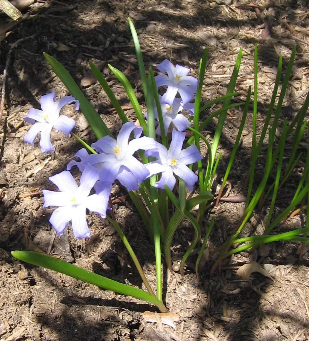 Glory Of The Snow (Chionodoxa Forbesii) — The flowers typically appear in shades of vivid blue, but can also be found in hues of pink or white, image 102