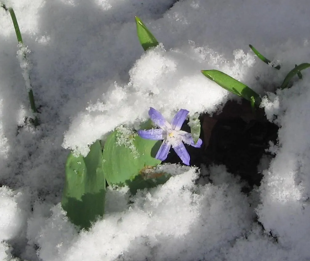 Glory Of The Snow (Chionodoxa Forbesii) — Chionodoxa forbesii prefers full sun to partial shade; the flowers typically appear in shades of vivid blue, but can