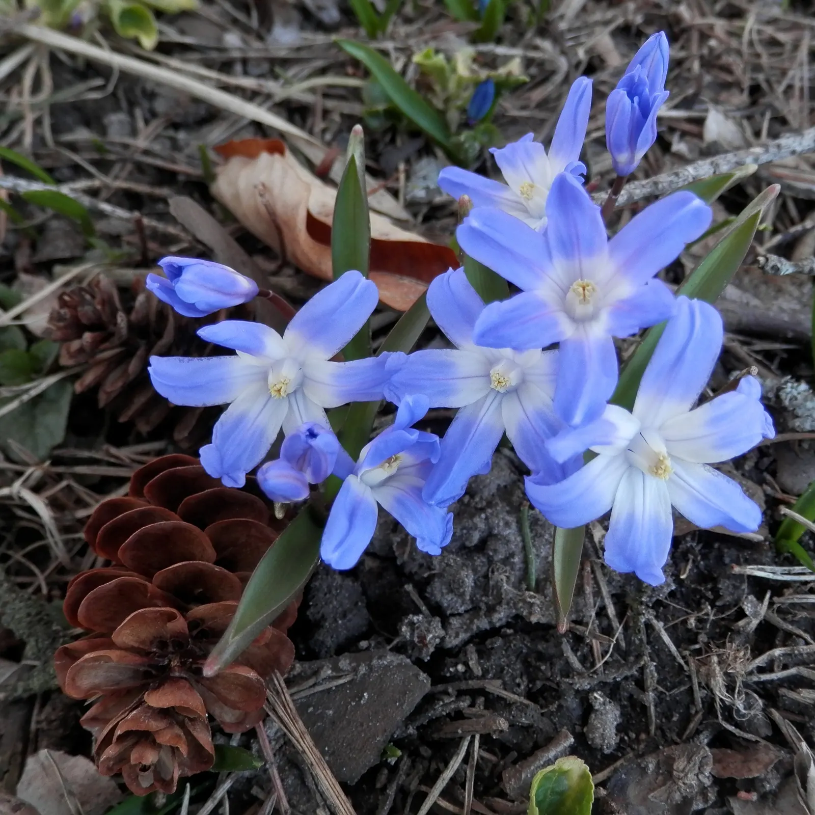 Glory Of The Snow (Chionodoxa Forbesii) — Often one of the first to emerge; providing a dazzling display when planted in clusters, image 54