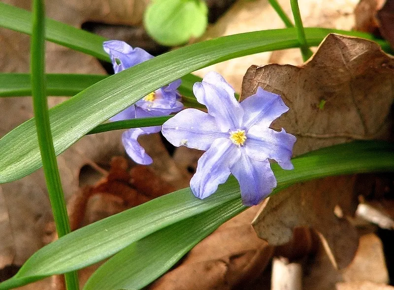 Glory Of The Snow (Chionodoxa Forbesii) — each bearing 2 to 3 inch tall racemes of 4-6 blossoms, image 81