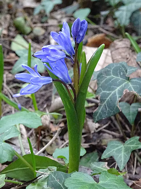 Glory Of The Snow (Chionodoxa Forbesii) — Thriving in USDA zones 3-8, it prefers well-drained soil and full to partial sun exposure; star-shaped, image 73