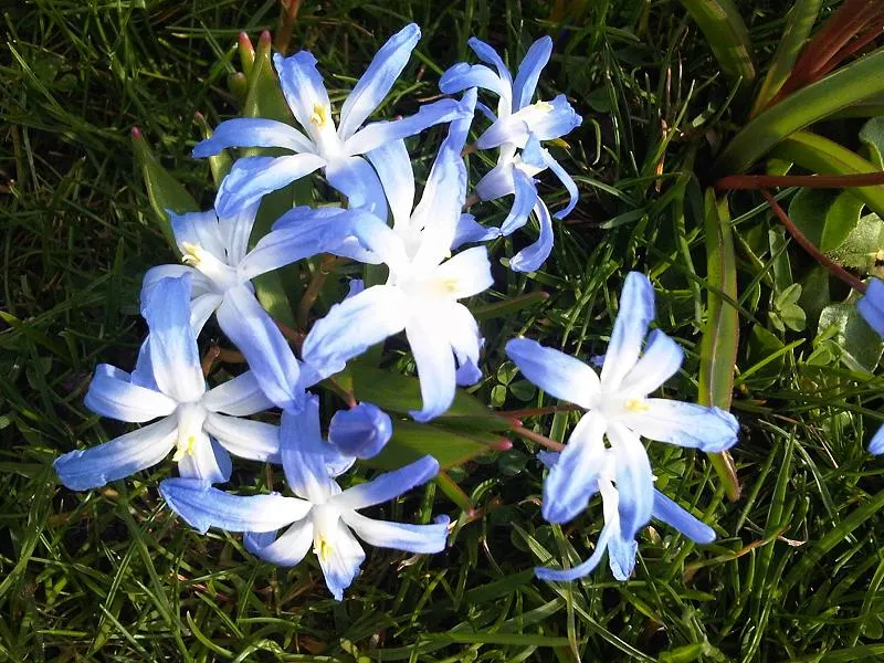Glory Of The Snow (Chionodoxa Forbesii) — Chionodoxa forbesii prefers full sun to partial shade; the flowers typically appear in shades of vivid, image 130