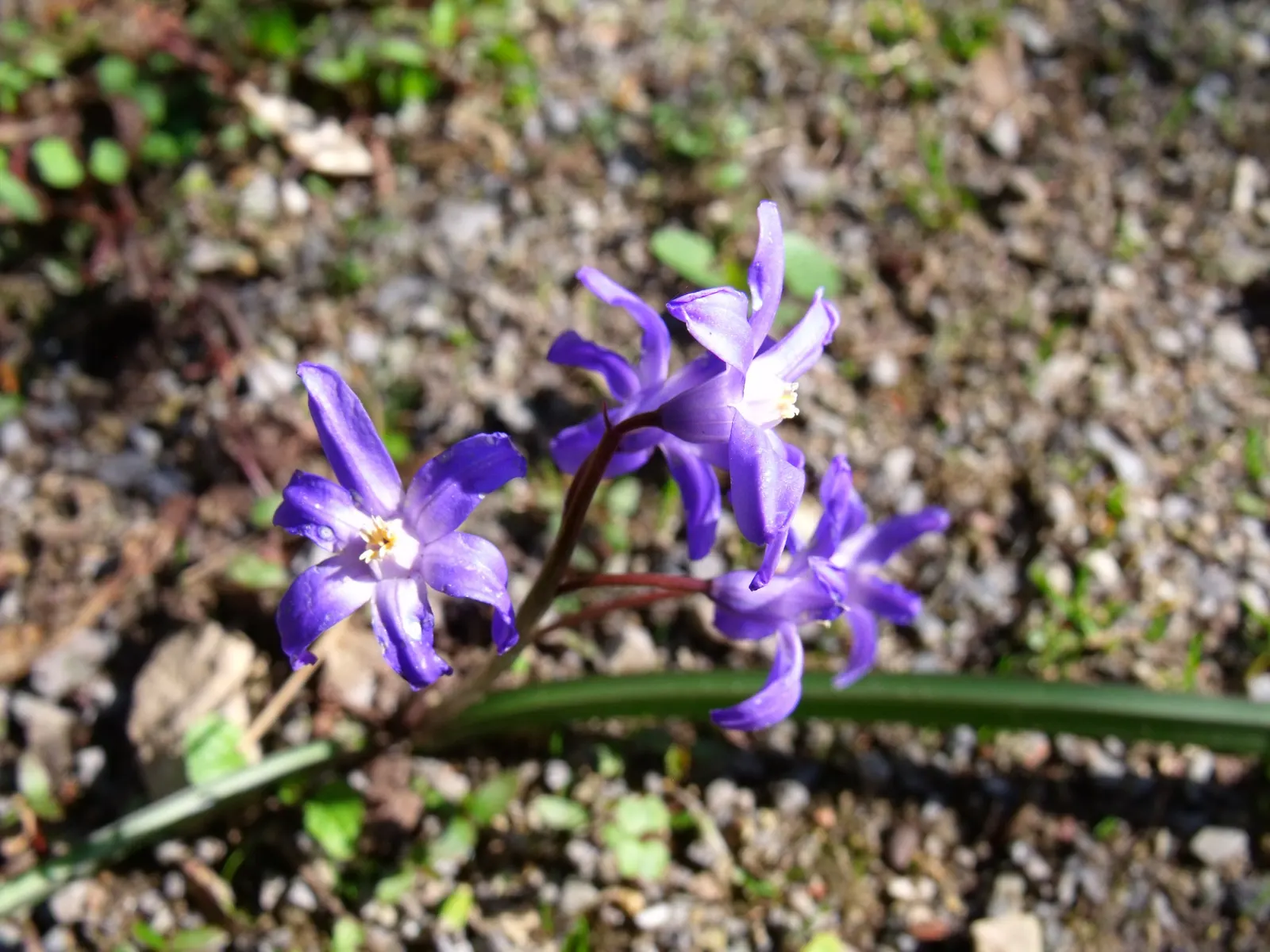 Glory Of The Snow (Chionodoxa Forbesii) — blue flowers in the garden; it's a low-maintenance bulb that multiplies readily, image 90