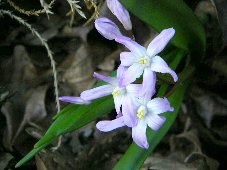 Glory Of The Snow (Chionodoxa Forbesii) — is an early spring bloomer renowned for its vibrant blue; thriving in USDA zones 3-8, it prefers, image 116