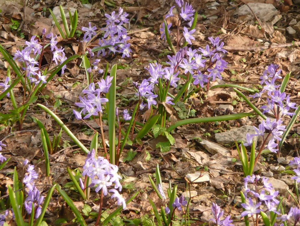 Glory Of The Snow (Chionodoxa Forbesii) — star-shaped flowers with a striking central white eye; thrives in well-drained soil with moderate moisture, image 55
