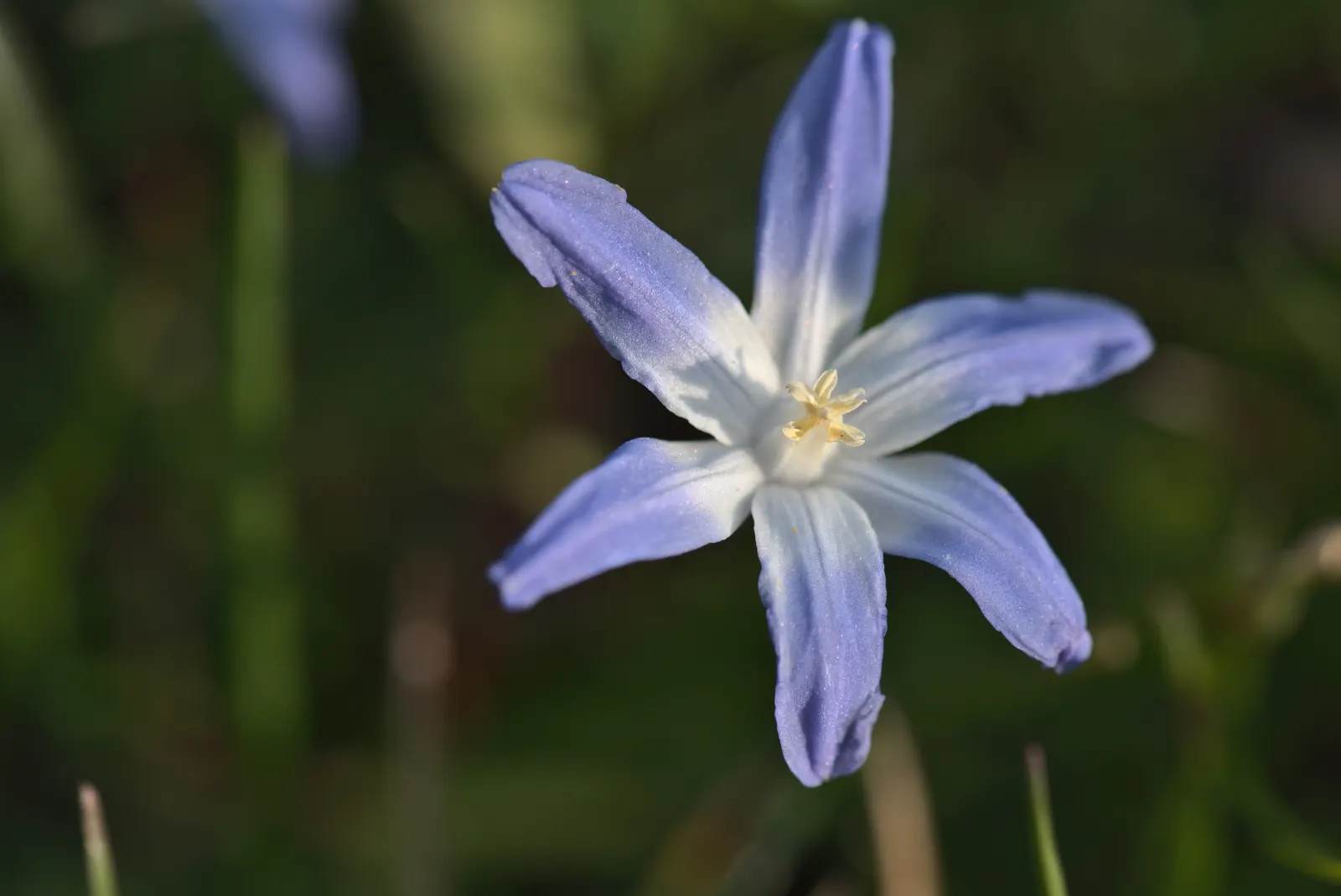 Glory Of The Snow (Chionodoxa Forbesii) — each bearing 2 to 3 inch tall racemes of 4-6 blossoms, image 35
