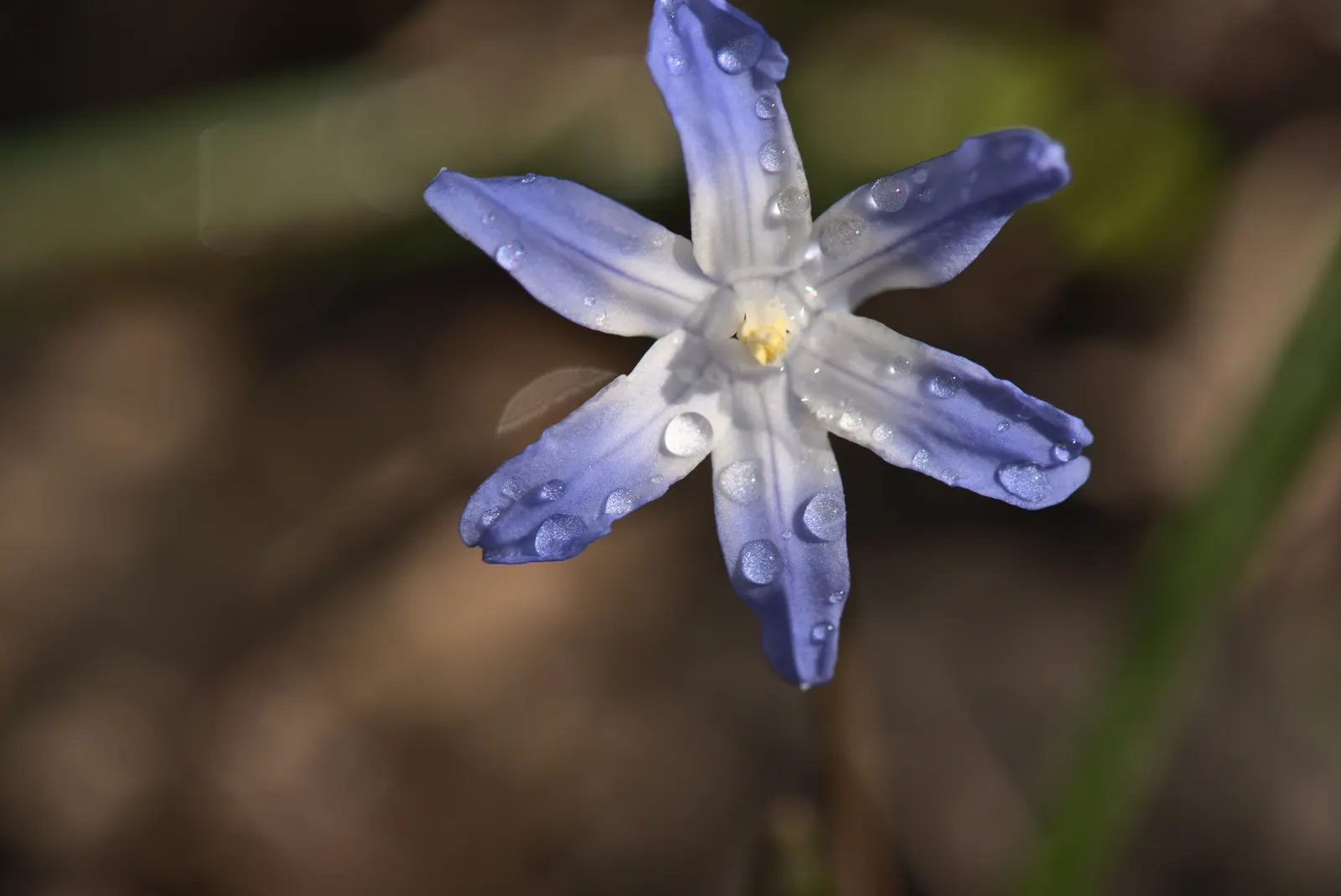 Glory Of The Snow (Chionodoxa Forbesii) — providing a dazzling display when planted in clusters; bulb for full or half
