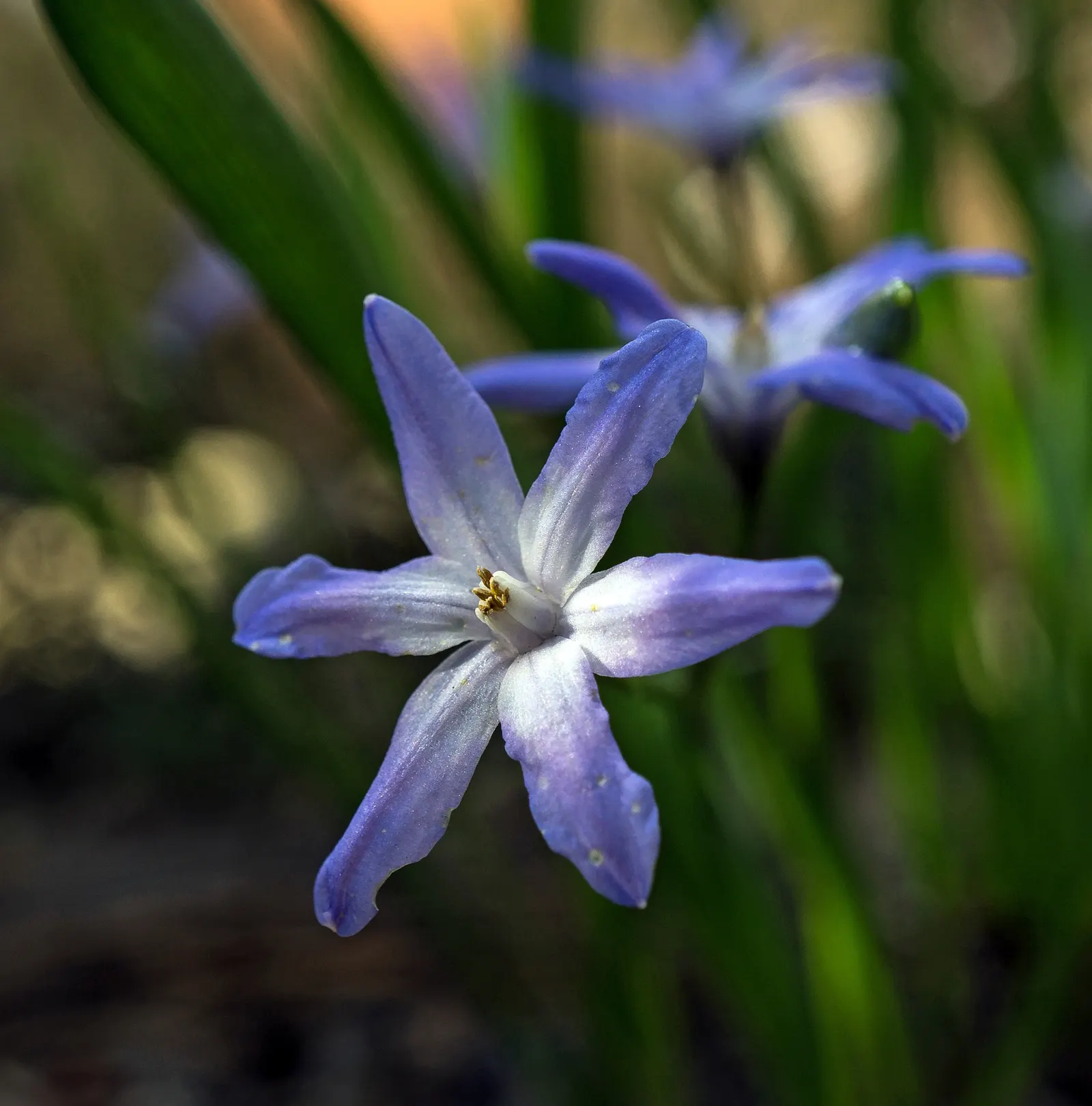 Glory Of The Snow (Chionodoxa Forbesii) — thrives in well-drained soil with moderate moisture; reaching heights of 4-6 inches, image 83