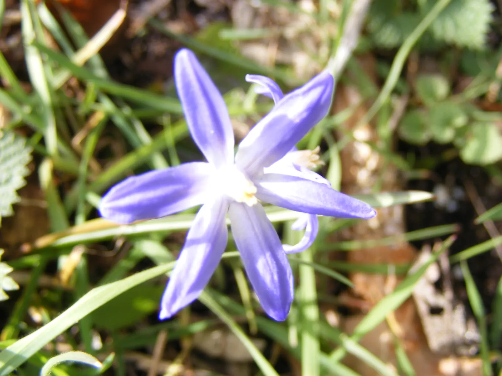 Glory Of The Snow (Chionodoxa Forbesii) — Ideal for naturalizing in lawns or woodland gardens; star-shaped flowers with a striking central white eye, image 97