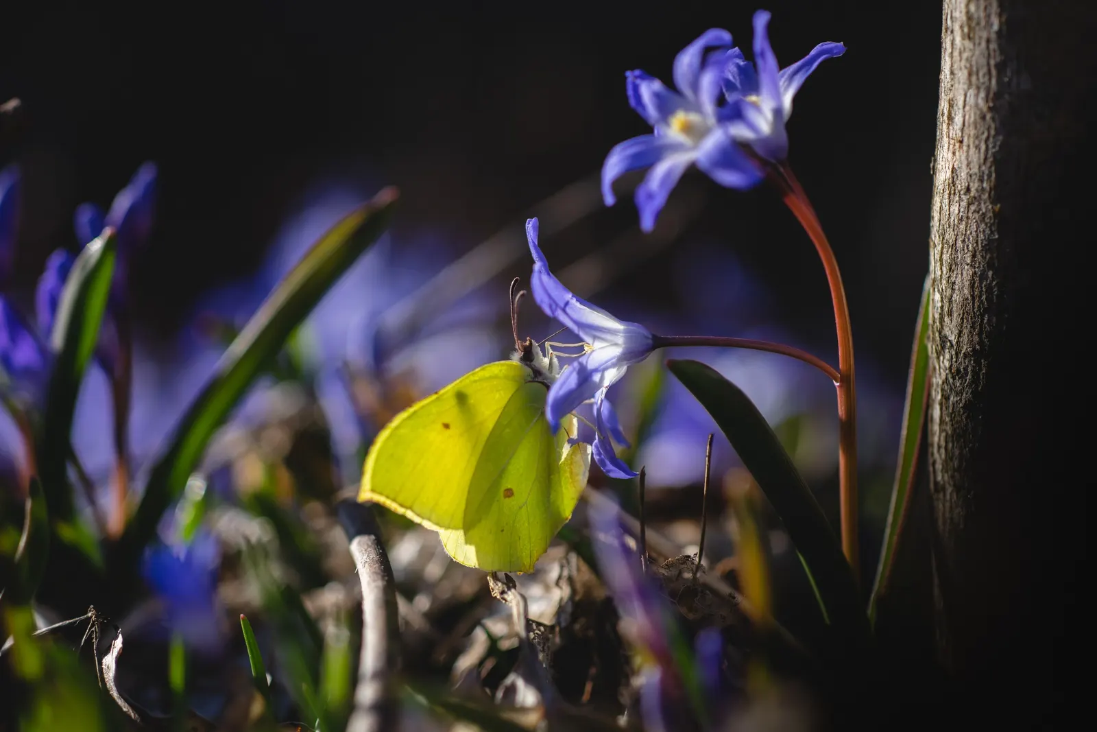 Glory Of The Snow (Chionodoxa Forbesii) — reaching heights of 4-6 inches; not only are these charmers low maintenance, image 49