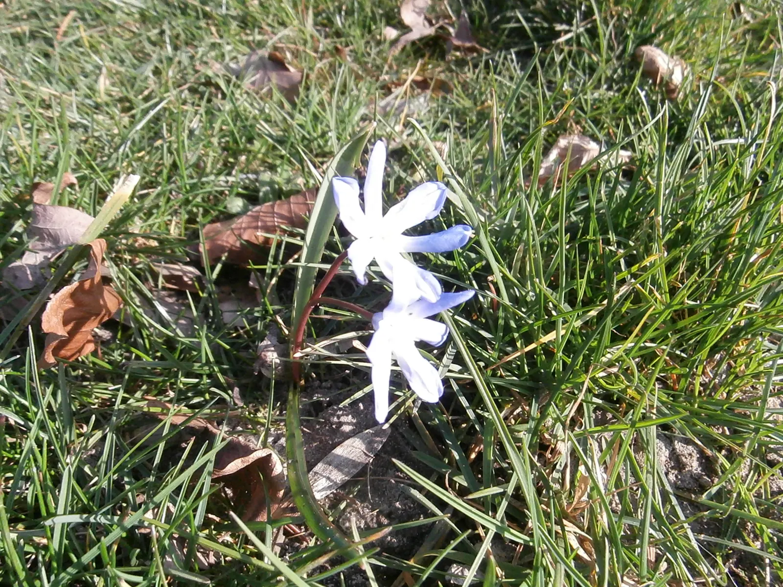 Glory Of The Snow (Chionodoxa Forbesii) — Ideal for naturalizing in lawns or woodland gardens