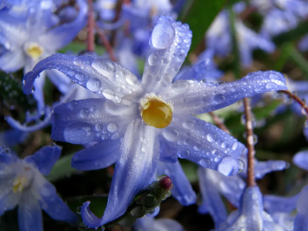 Glory Of The Snow (Chionodoxa Forbesii) — providing a dazzling display when planted in clusters; bulb for full or half, image 76