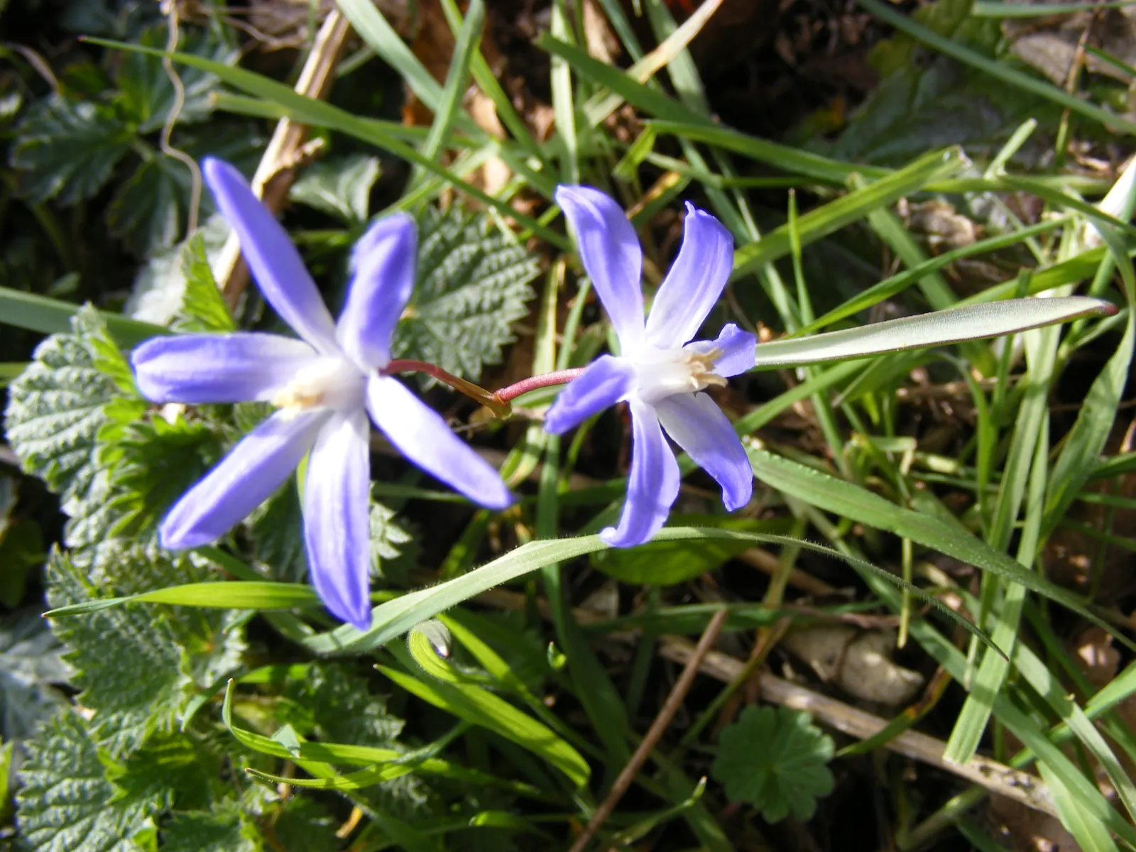 Glory Of The Snow (Chionodoxa Forbesii) — Ideal for naturalizing in lawns or woodland gardens; star-shaped flowers with a striking central white eye, image 51