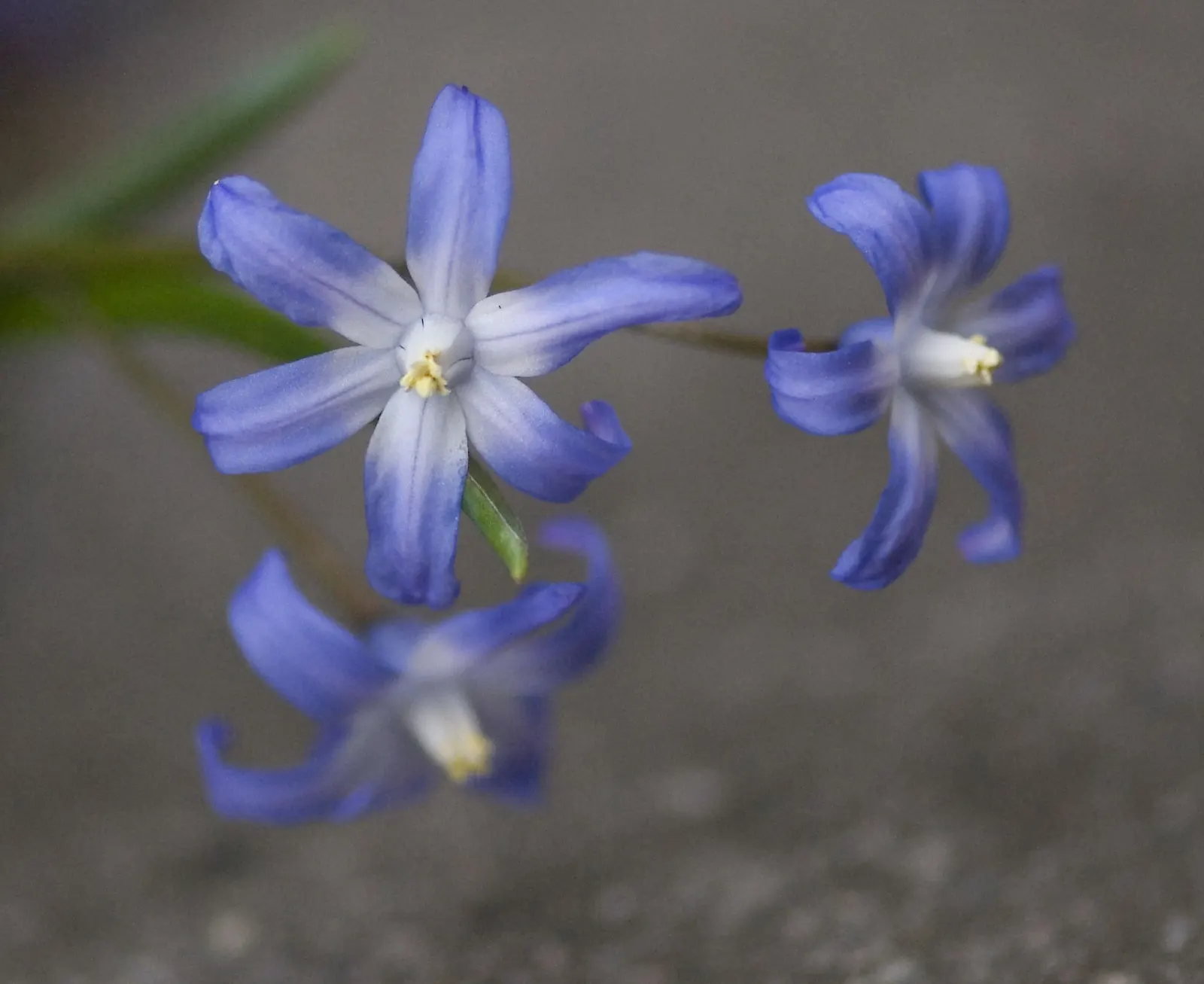 Glory Of The Snow (Chionodoxa Forbesii) — but they are also resistant to deer and other wildlife; chionodoxa forbesii prefers full sun to partial, image 111