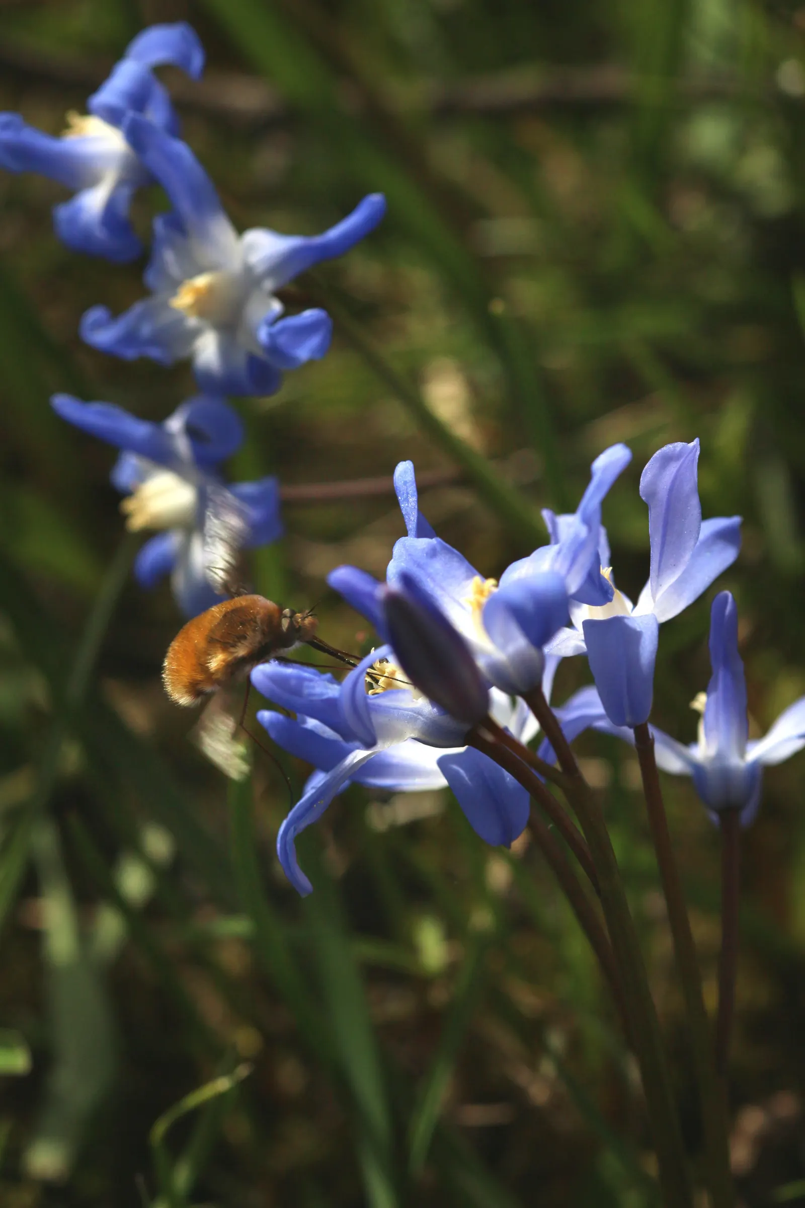 Glory Of The Snow (Chionodoxa Forbesii) — providing a dazzling display when planted in clusters