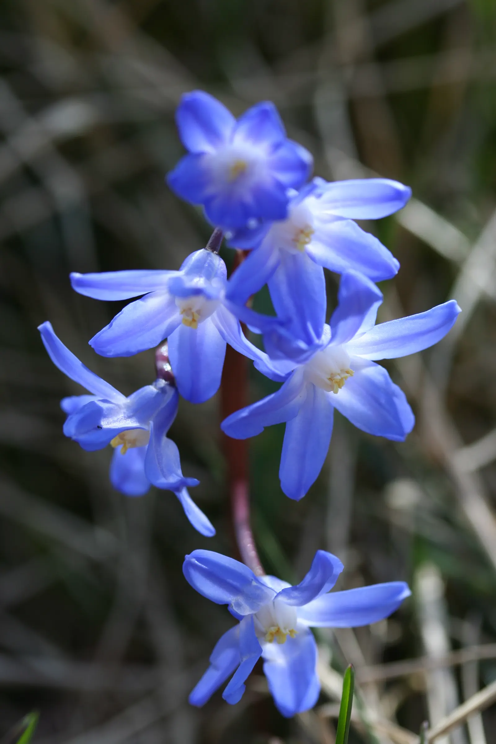 Glory Of The Snow (Chionodoxa Forbesii) — star-shaped flowers with a striking central white eye; thrives in well-drained soil with moderate moisture, image 78