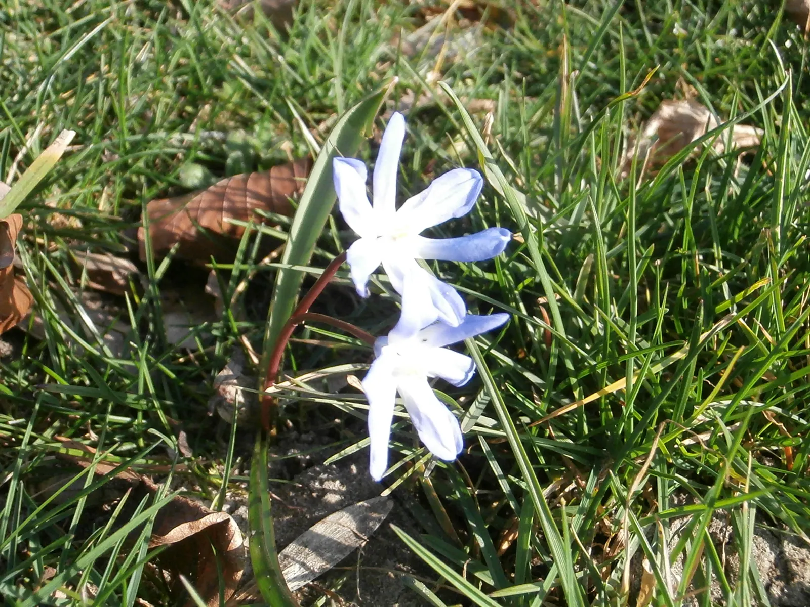 Glory Of The Snow (Chionodoxa Forbesii) — bulb for full or half; which makes them a hassle-free choice for many gardeners, image 115