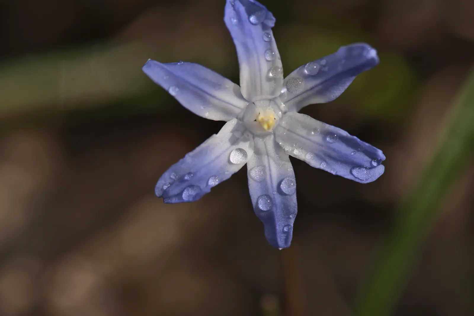 Glory Of The Snow (Chionodoxa Forbesii) — blue flowers in the garden