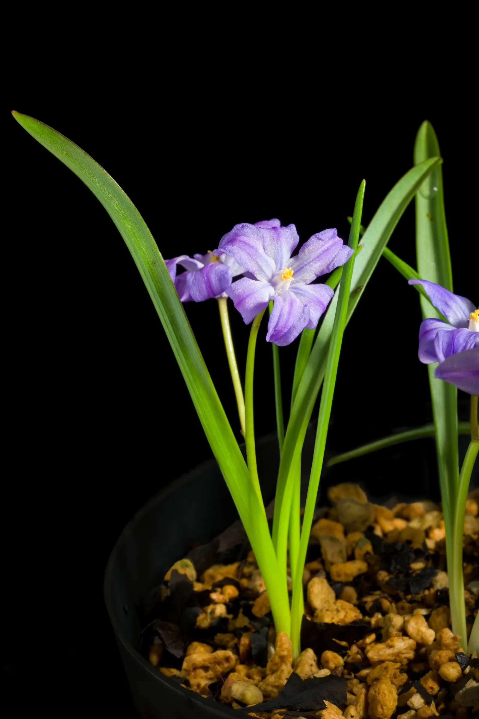 Glory Of The Snow (Chionodoxa Forbesii) — or planted en masse for a dramatic effect