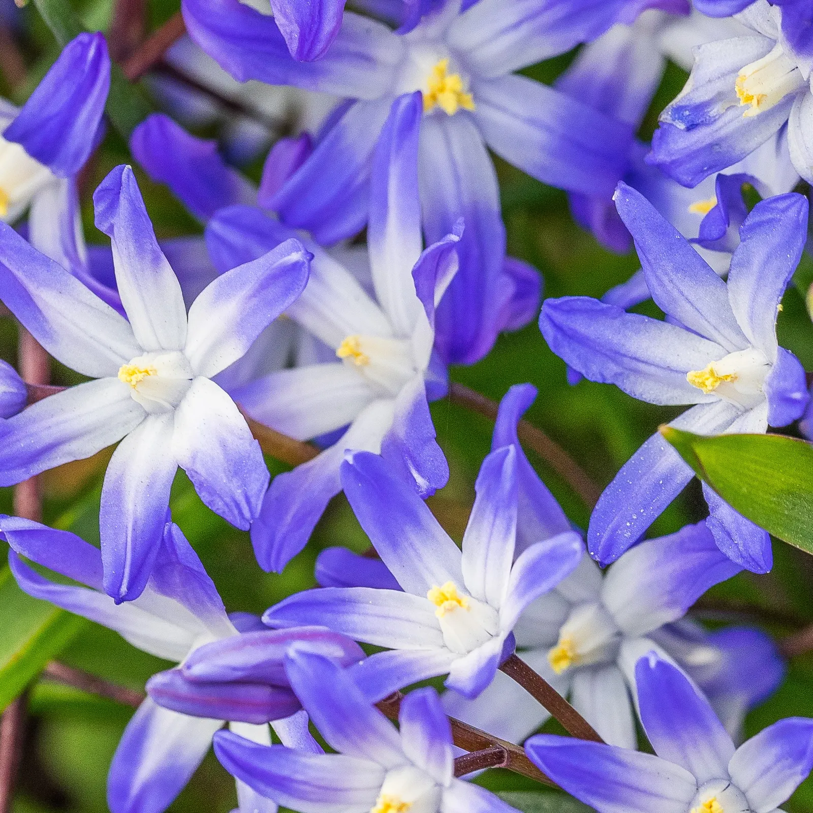 Glory Of The Snow (Chionodoxa Forbesii) — is an early spring bloomer renowned for its vibrant blue; thriving in USDA zones 3-8, it prefers well-drained soil