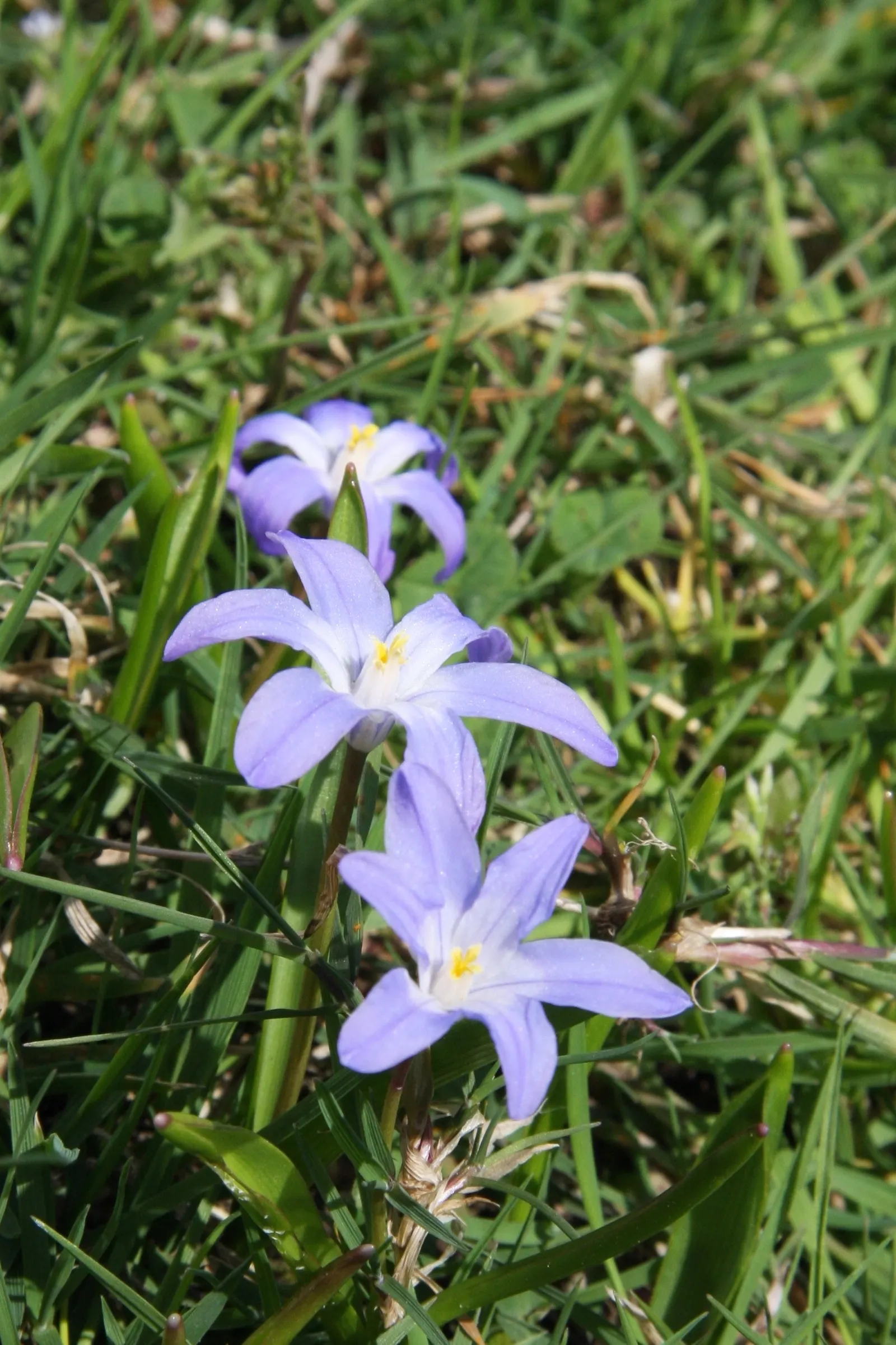 Glory Of The Snow (Chionodoxa Forbesii) — star-shaped flowers with white centers; each bulb sends up multiple flower stalks, image 94