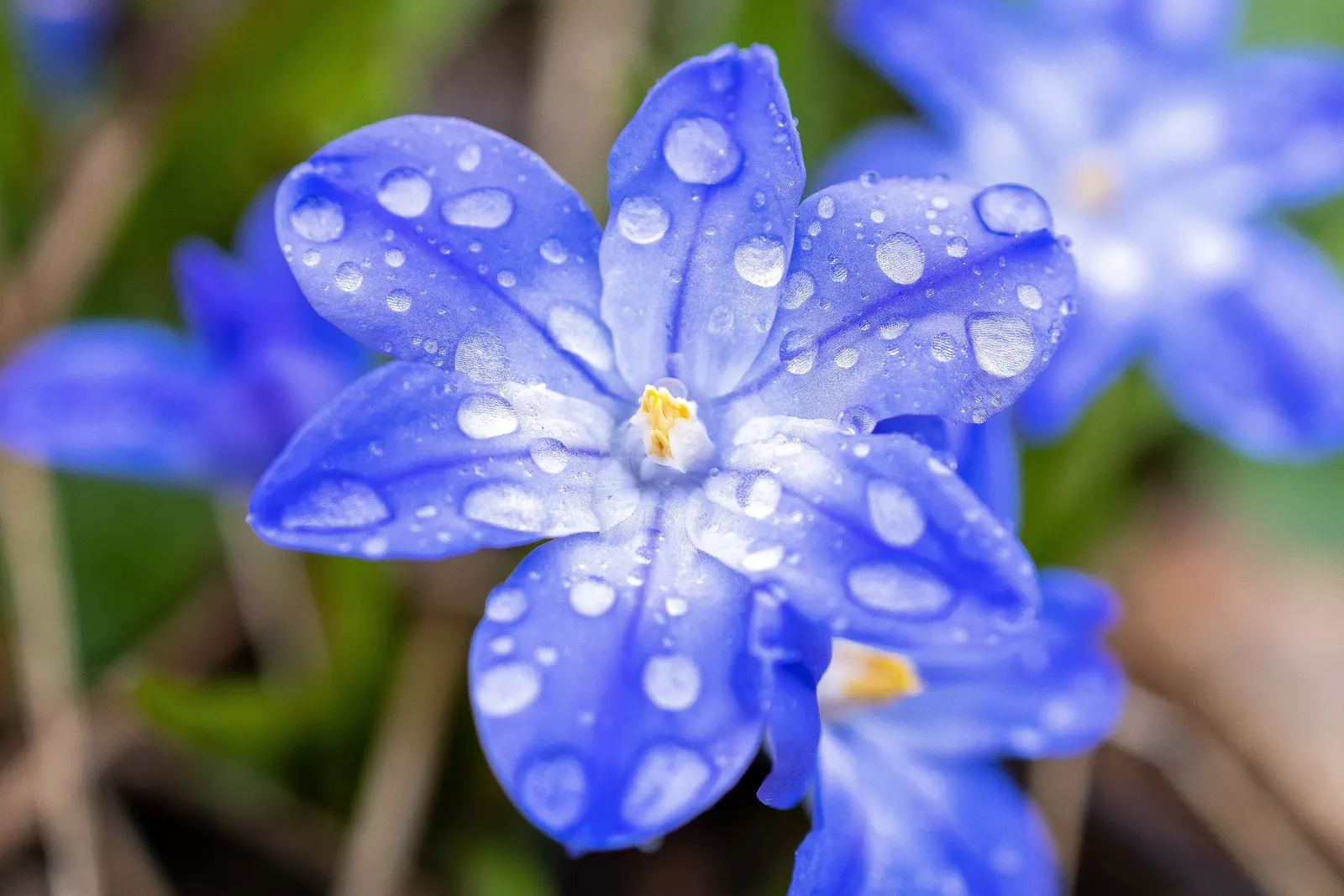 Glory Of The Snow (Chionodoxa Forbesii) — it's a low-maintenance bulb that multiplies readily; making it well-suited for rock gardens, image 98