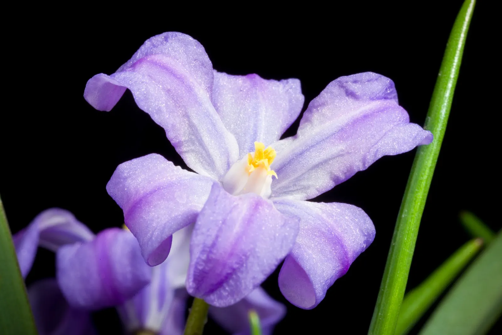 Glory Of The Snow (Chionodoxa Forbesii) — The flowers typically appear in shades of vivid blue, but can also be found in hues of pink or white, image 79