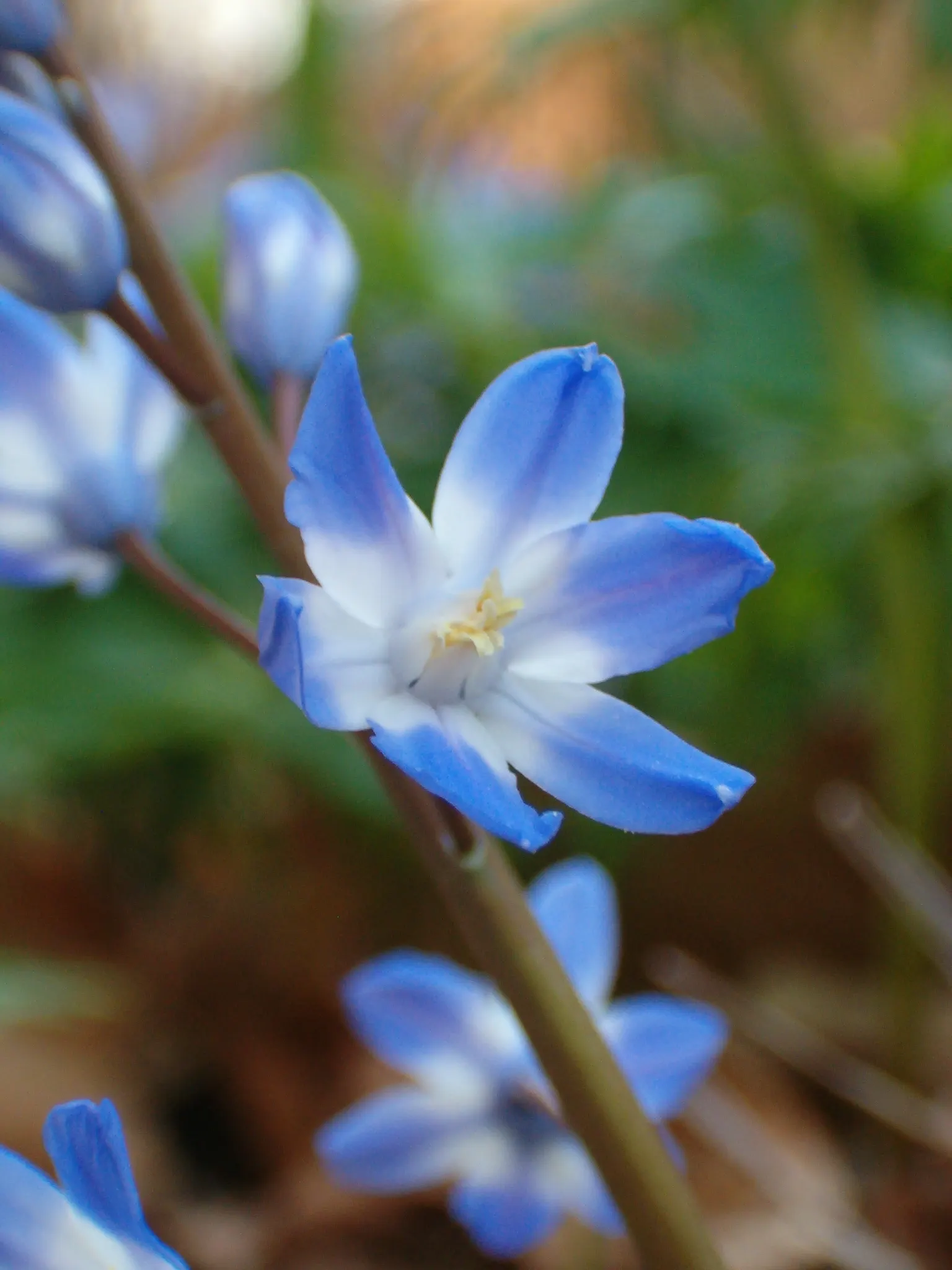 Glory Of The Snow (Chionodoxa Forbesii) — is an early spring bloomer renowned for its vibrant blue; thriving in USDA zones 3-8, it prefers, image 47