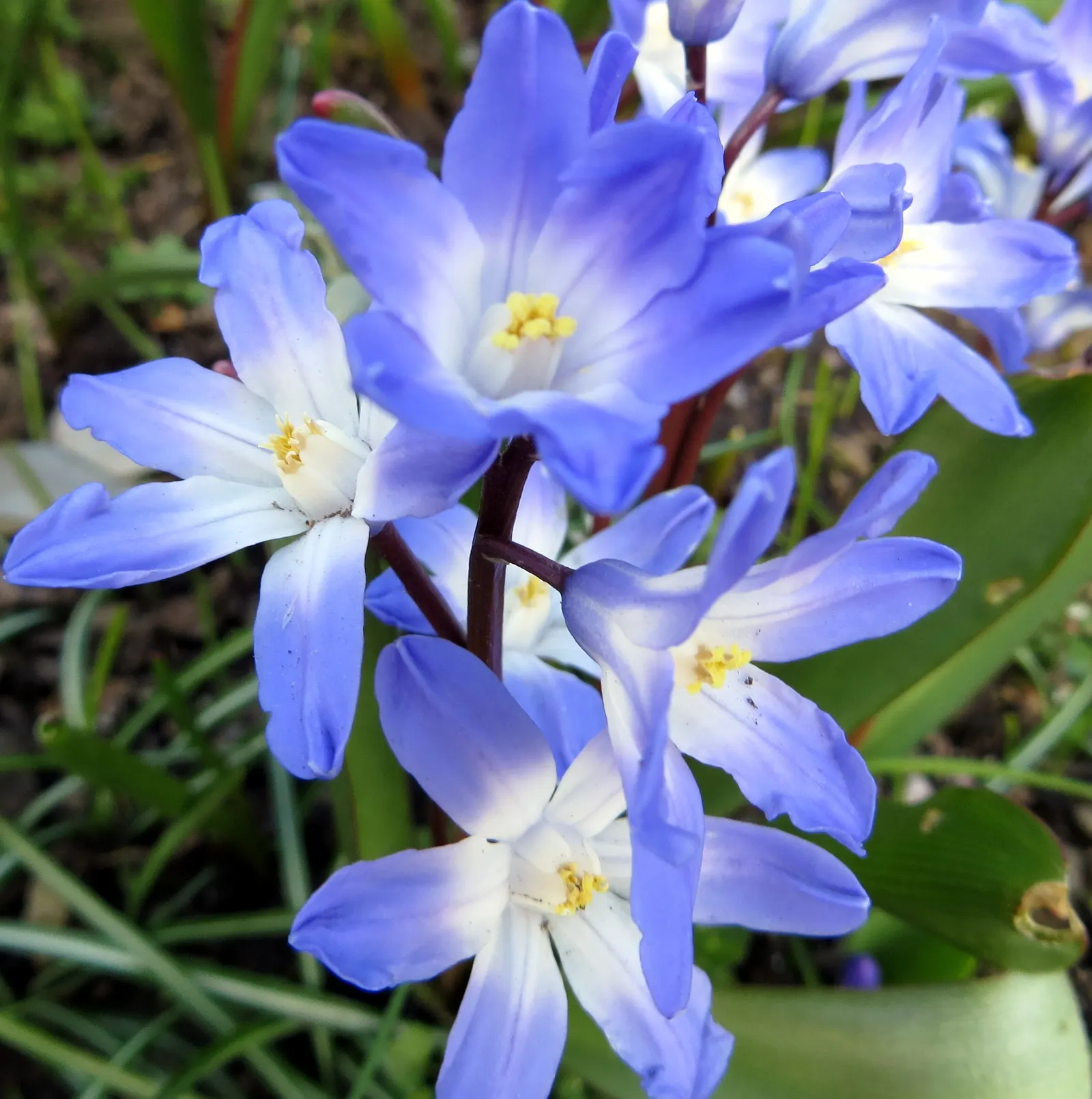 Glory Of The Snow (Chionodoxa Forbesii) — providing a dense carpet of color.<br><br>This low-maintenance species; but they are also resistant to, image 128