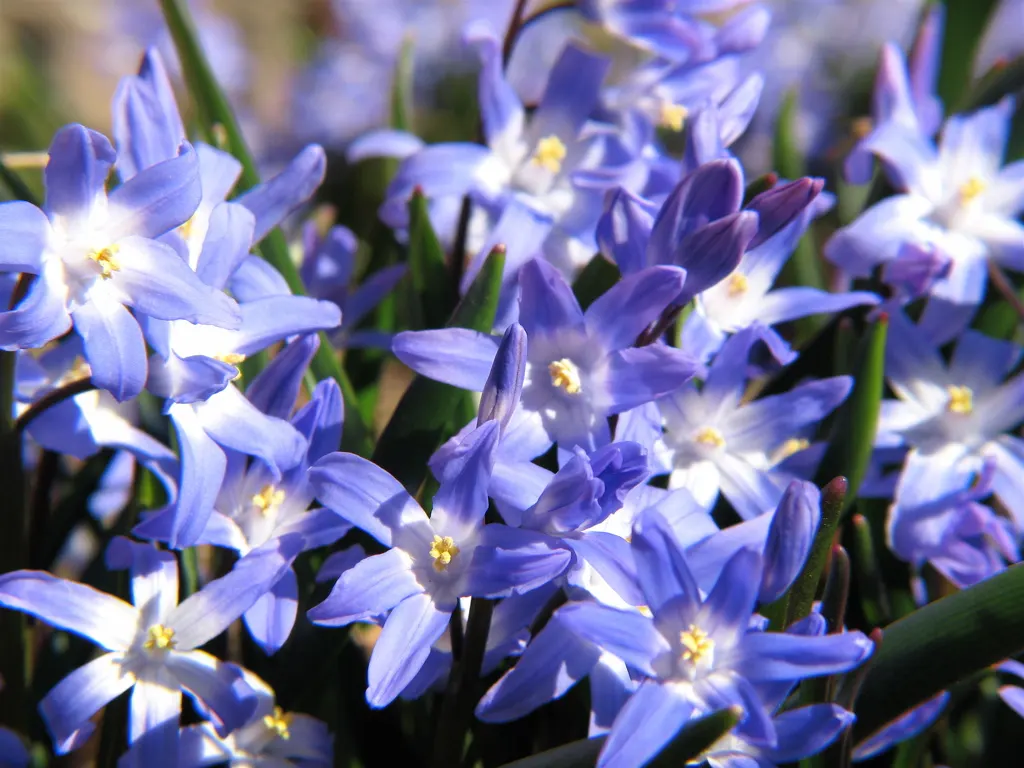 Glory Of The Snow (Chionodoxa Forbesii) — or planted en masse for a dramatic effect; is an early spring bloomer renowned for its vibrant blue, image 63