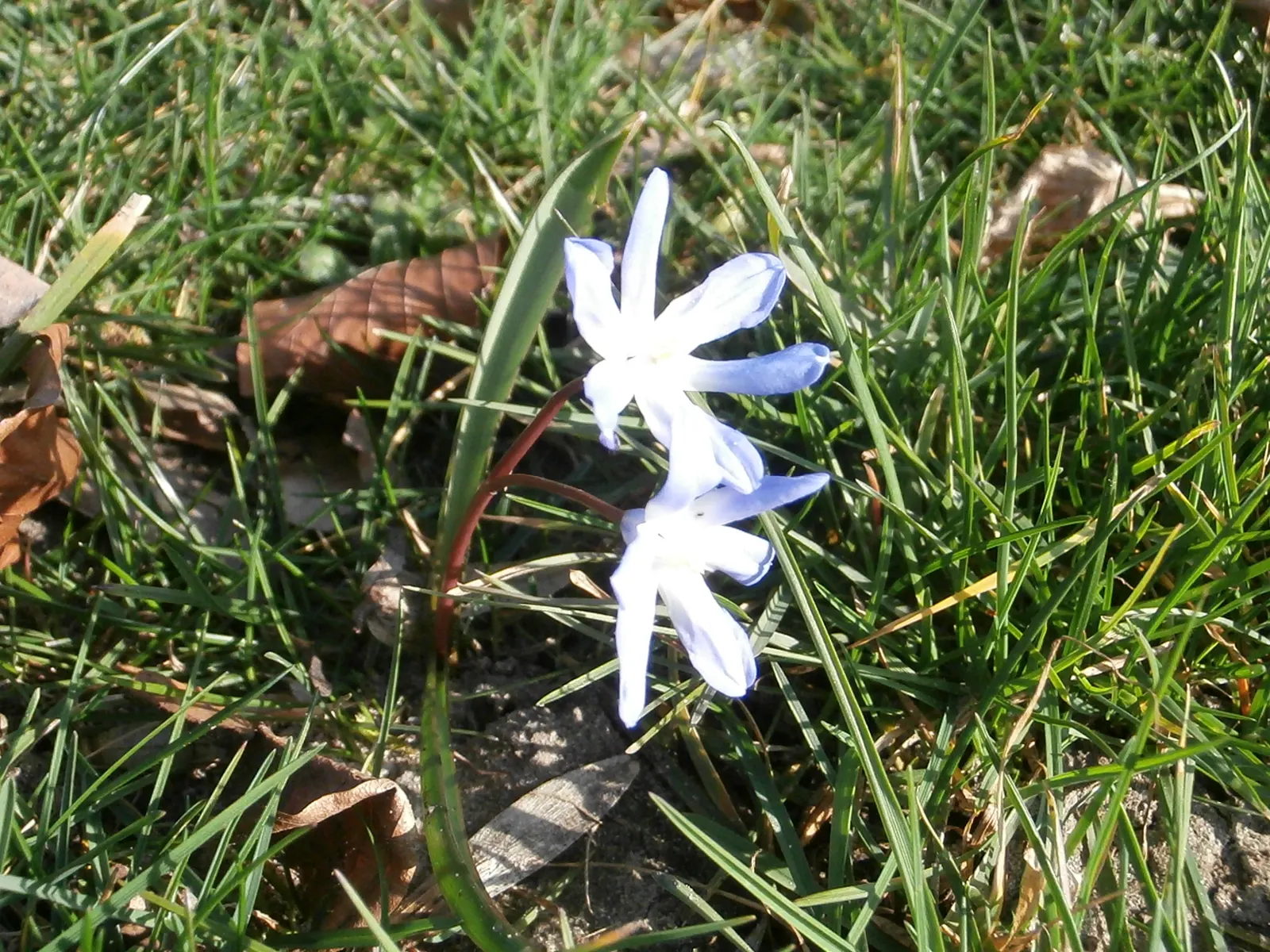 Glory Of The Snow (Chionodoxa Forbesii) — thrives in well-drained soil with moderate moisture; reaching heights of 4-6 inches