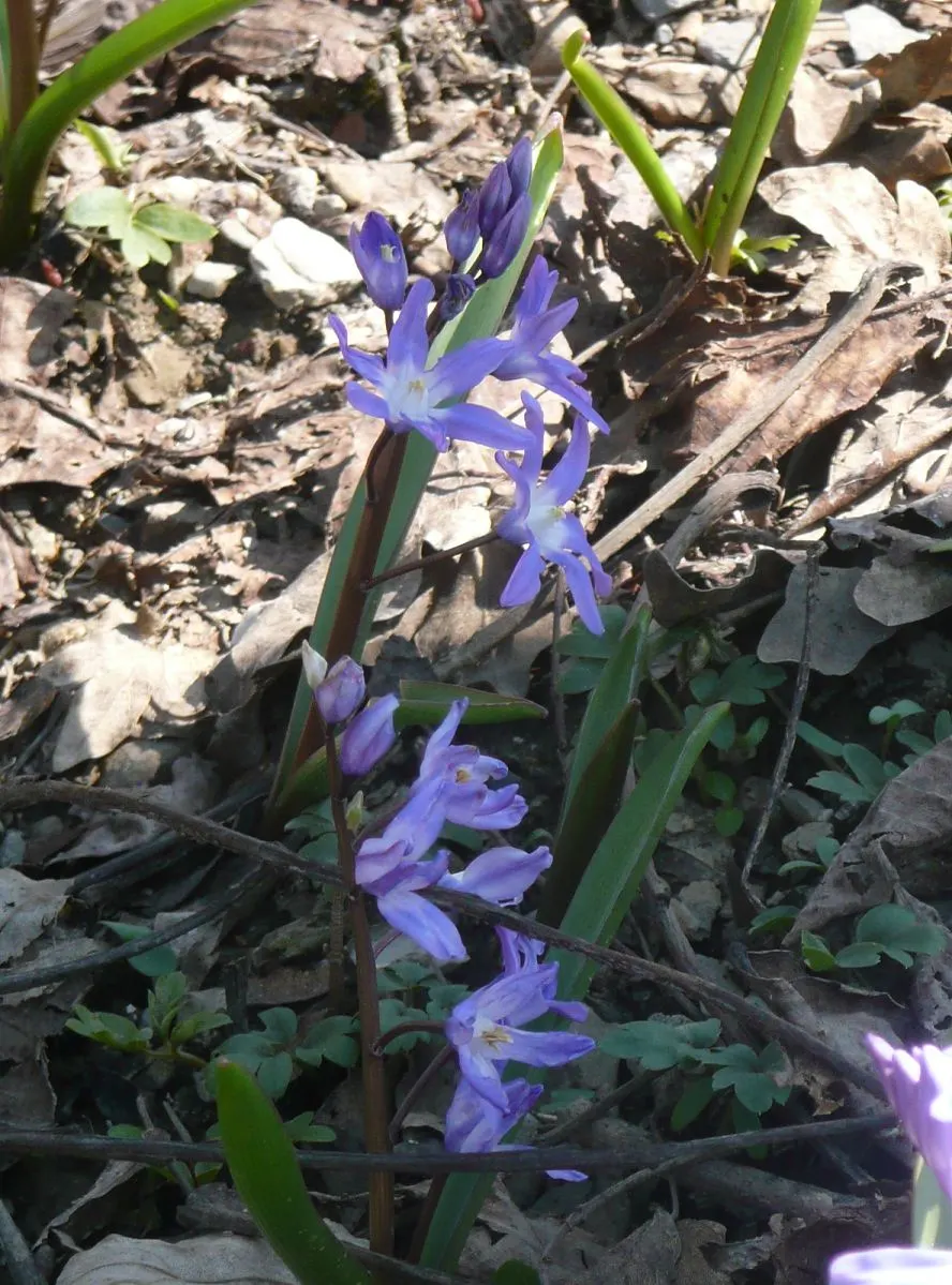 Glory Of The Snow (Chionodoxa Forbesii) — it's a low-maintenance bulb that multiplies readily