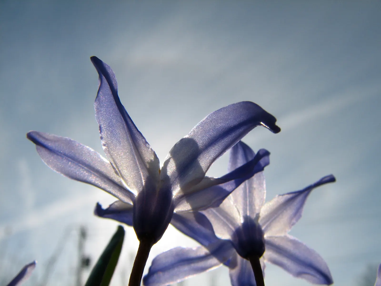 Glory Of The Snow (Chionodoxa Forbesii) — bulb with blue blooms; providing a dense carpet of color.<br><br>This low-maintenance species, image 68