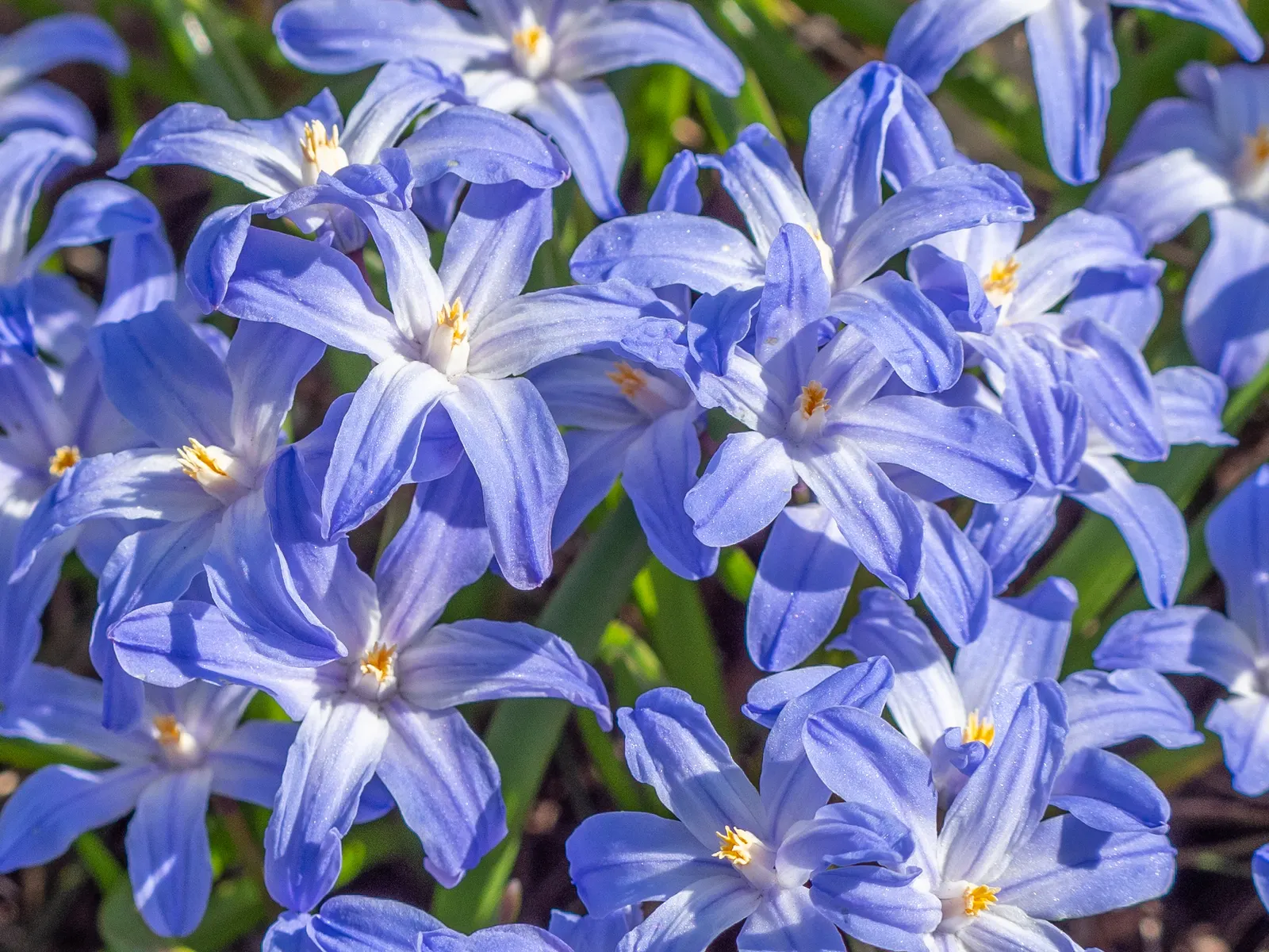 Glory Of The Snow (Chionodoxa Forbesii) — Often one of the first to emerge; providing a dazzling display when planted in clusters, image 77
