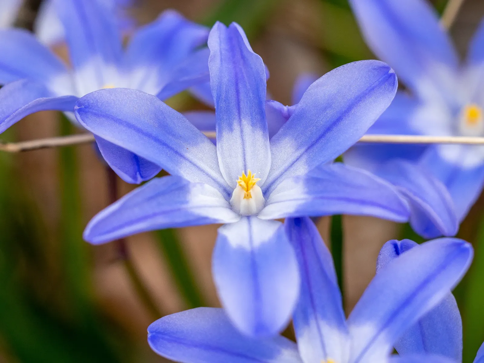 Glory Of The Snow (Chionodoxa Forbesii) — is an early spring bloomer renowned for its vibrant blue; thriving in USDA zones 3-8, it prefers, image 70