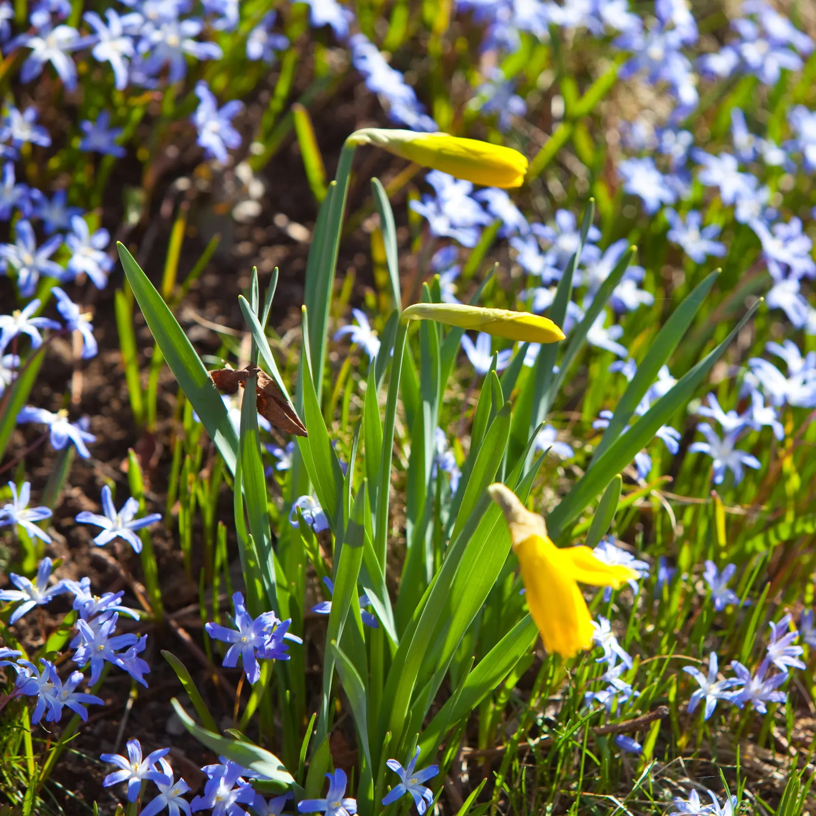 Glory Of The Snow (Chionodoxa Forbesii) — thrives in well-drained soil with moderate moisture; reaching heights of 4-6 inches, image 106