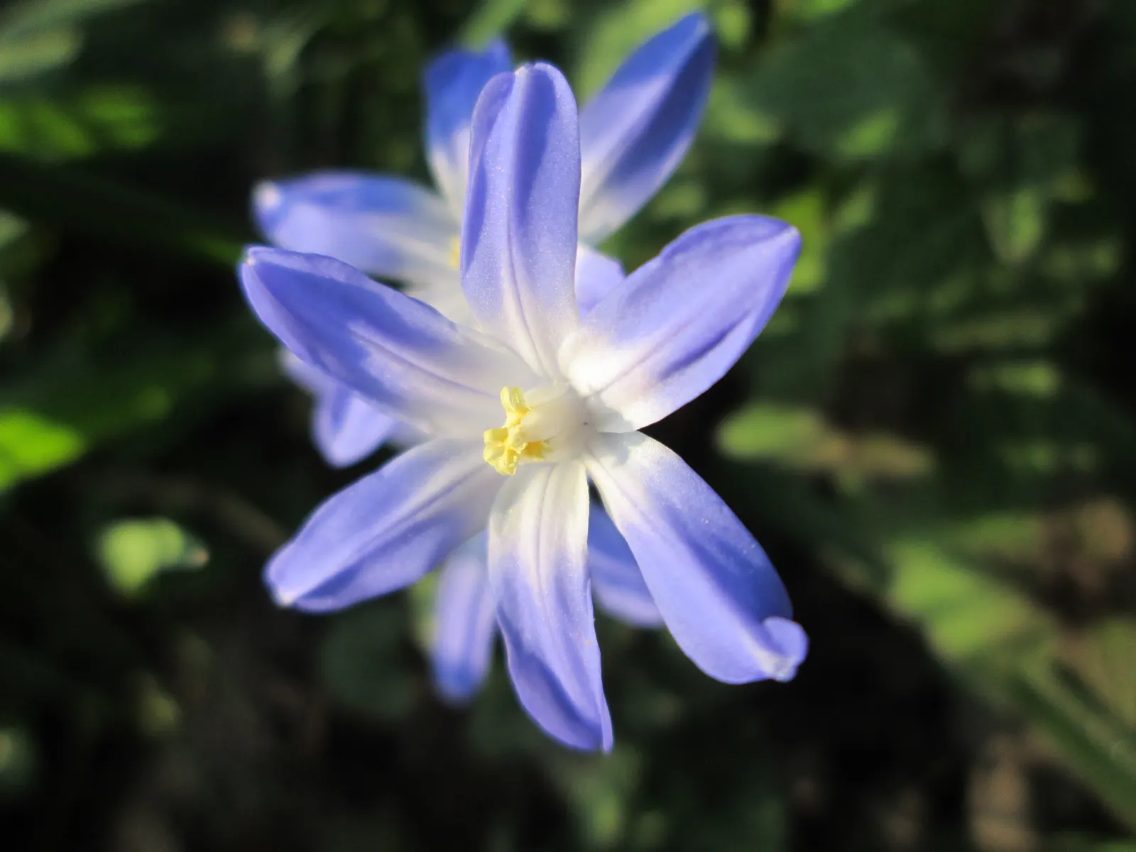 Glory Of The Snow (Chionodoxa Forbesii) — each bearing 2 to 3 inch tall racemes of 4-6 blossoms, image 104