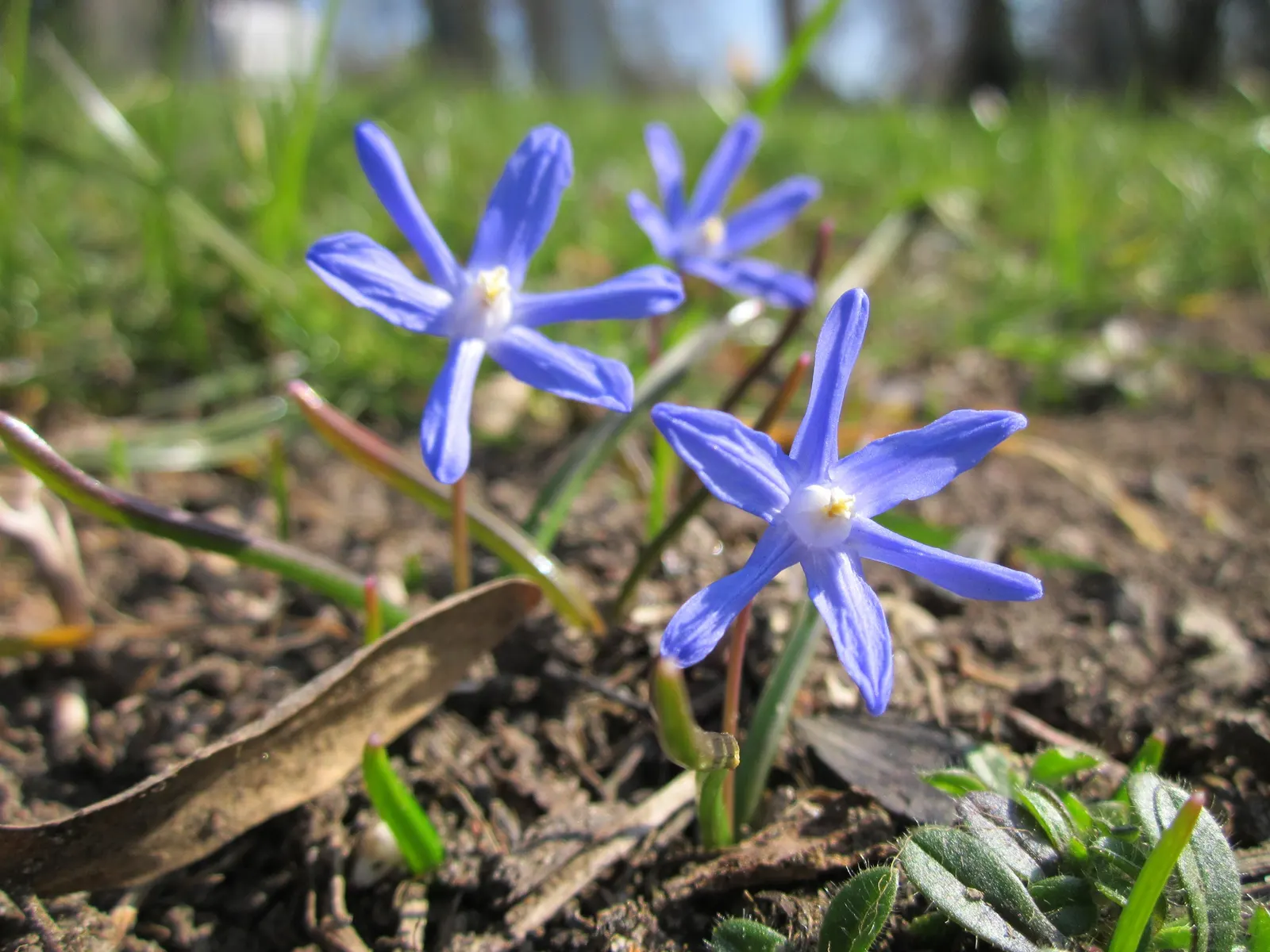 Glory Of The Snow (Chionodoxa Forbesii) — Chionodoxa forbesii prefers full sun to partial shade; the flowers typically appear in shades of vivid, image 61