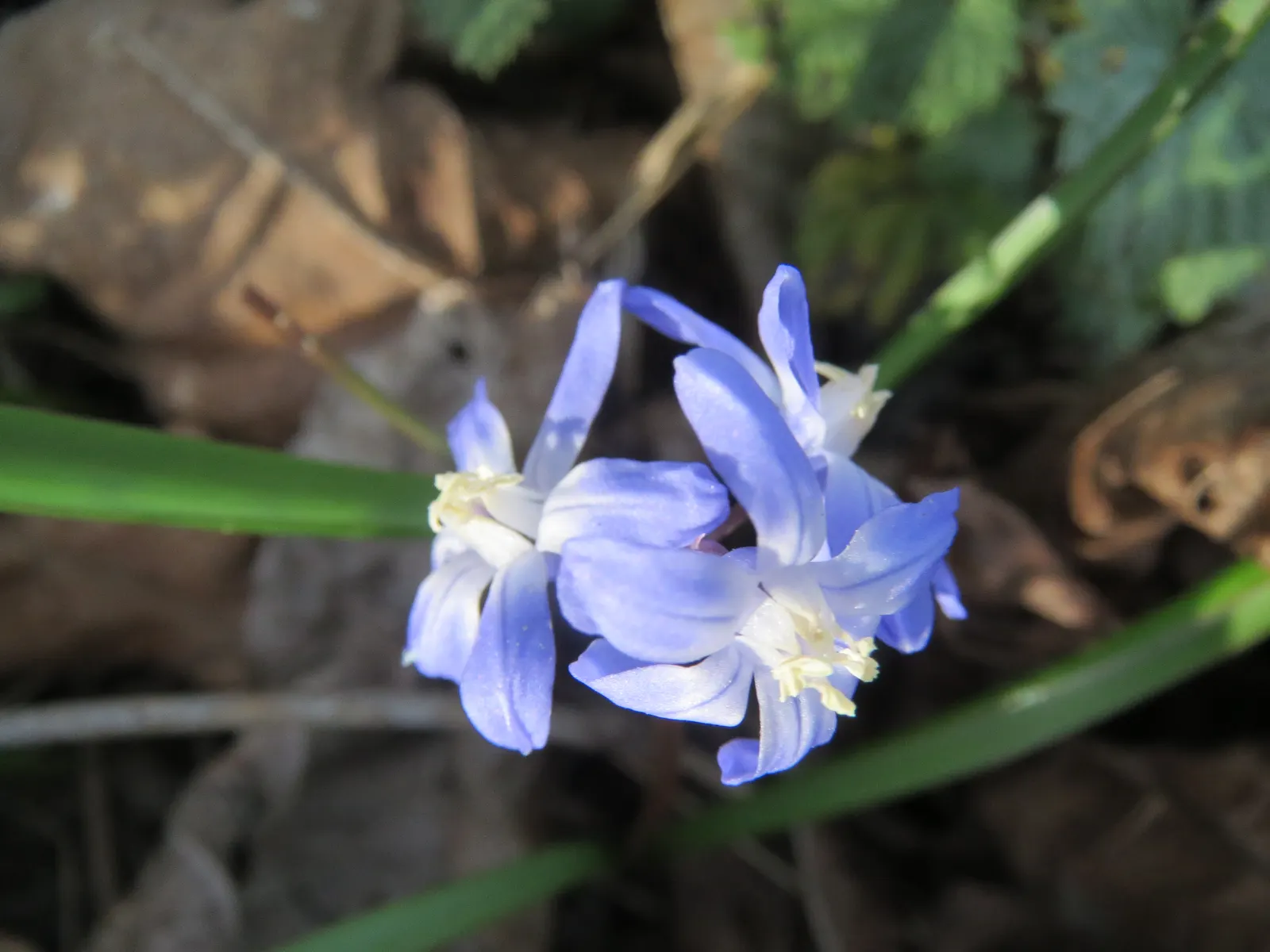 Glory Of The Snow (Chionodoxa Forbesii) — is an early spring bloomer renowned for its vibrant blue