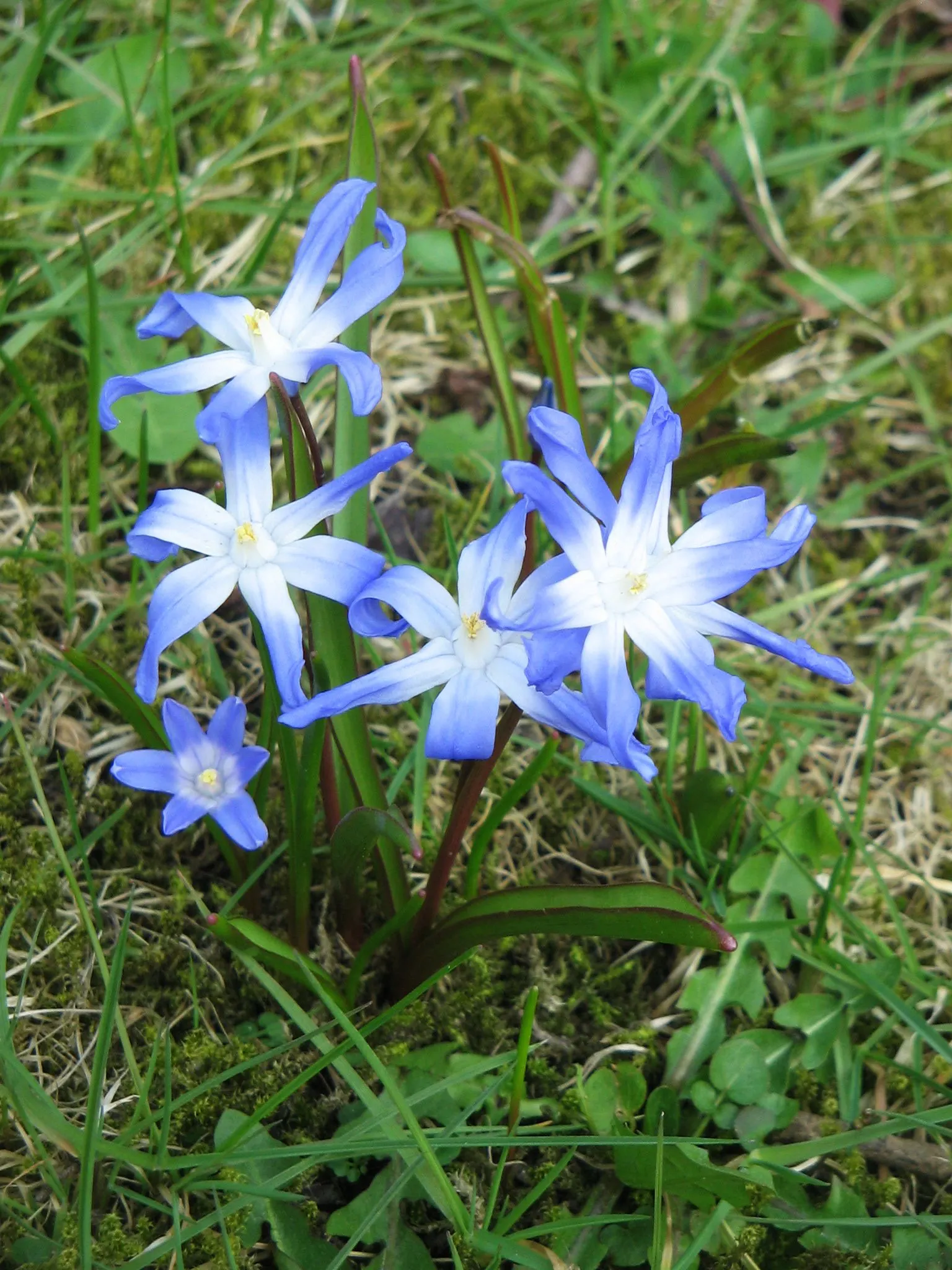 Glory Of The Snow (Chionodoxa Forbesii) — but they are also resistant to deer and other wildlife; chionodoxa forbesii prefers full sun to partial, image 65
