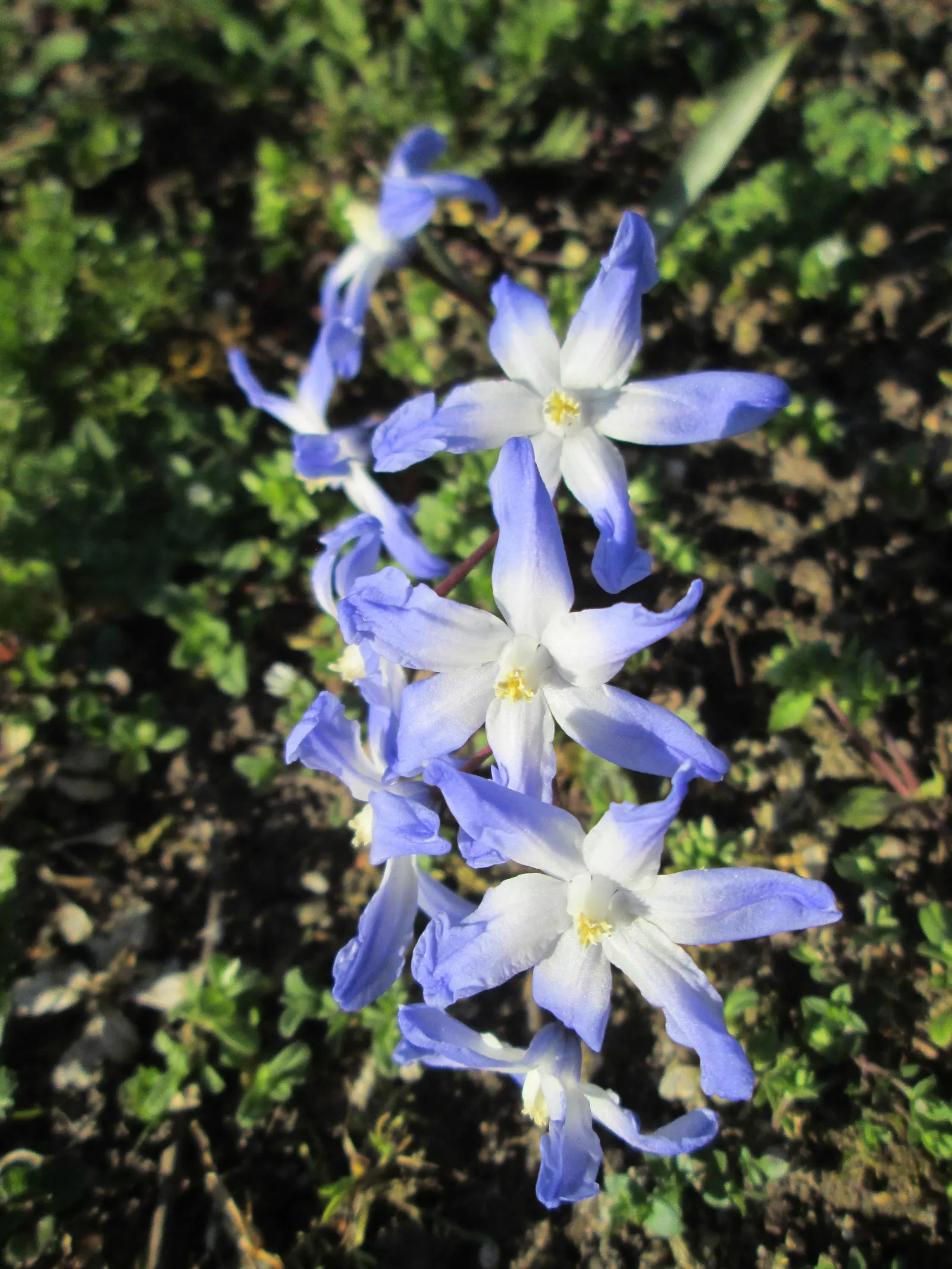 Glory Of The Snow (Chionodoxa Forbesii) — reaching heights of 4-6 inches; not only are these charmers low maintenance, image 95